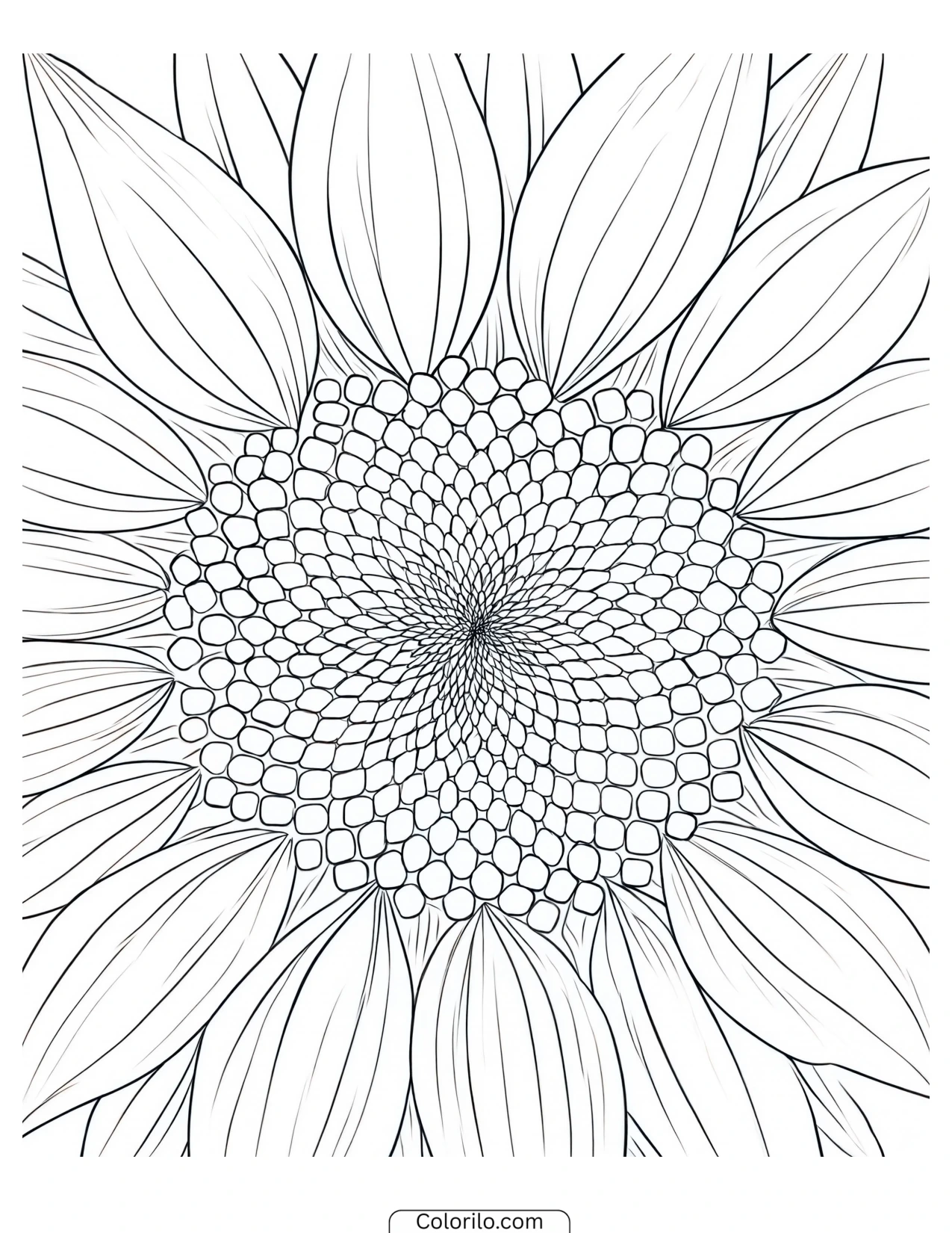 One sunflower in full bloom coloring page