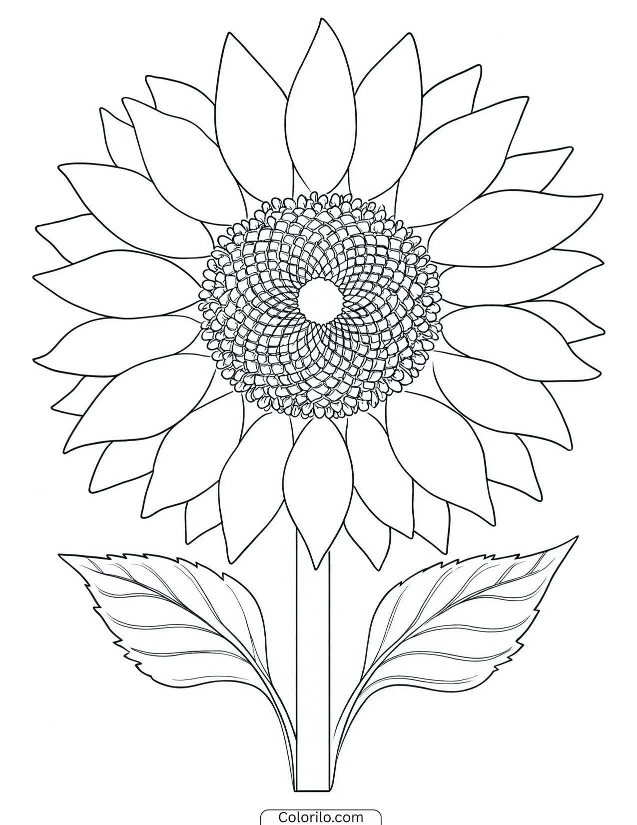 Close view of a sunflower head and seeds coloring page