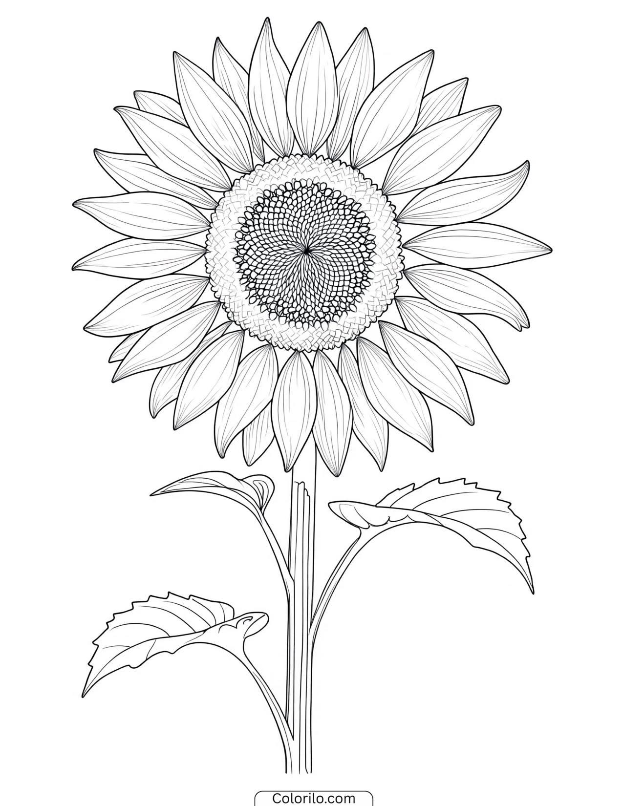 Illustrated sunflower on its stem coloring page