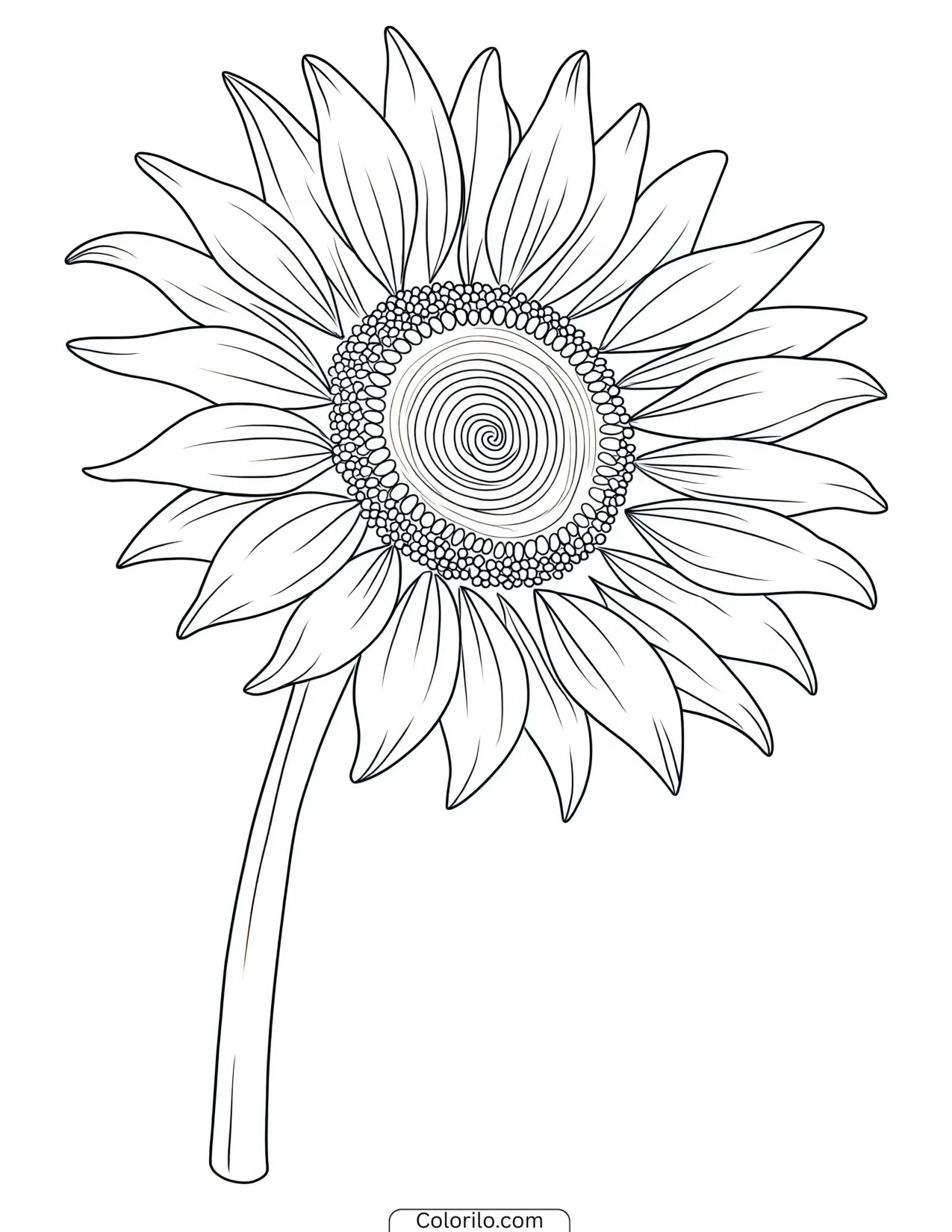 Sunflower drawn in a stylized decorative form coloring page