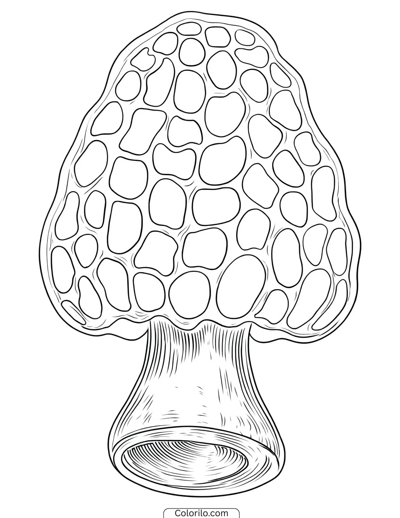 Morel mushroom with deeply textured ridges coloring page