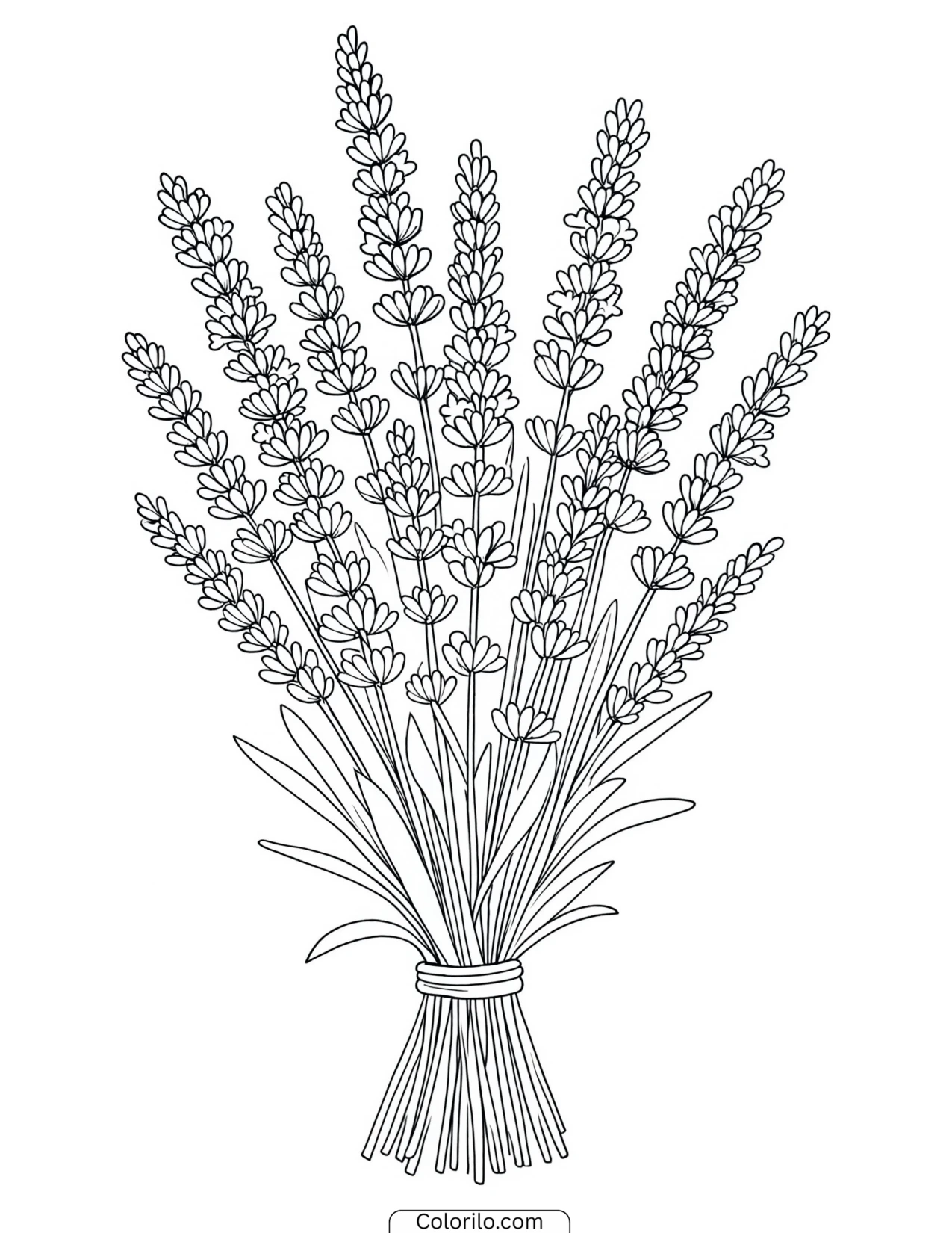 Bundle of lavender tied with a ribbon coloring page