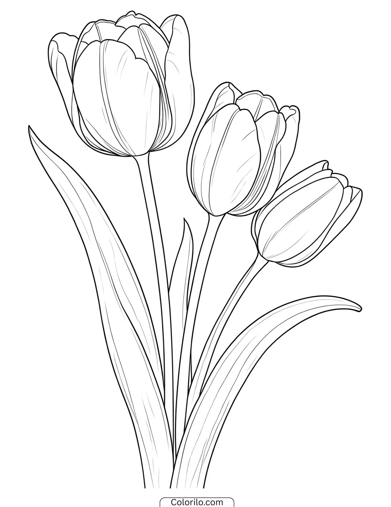 Three tulips standing together coloring page