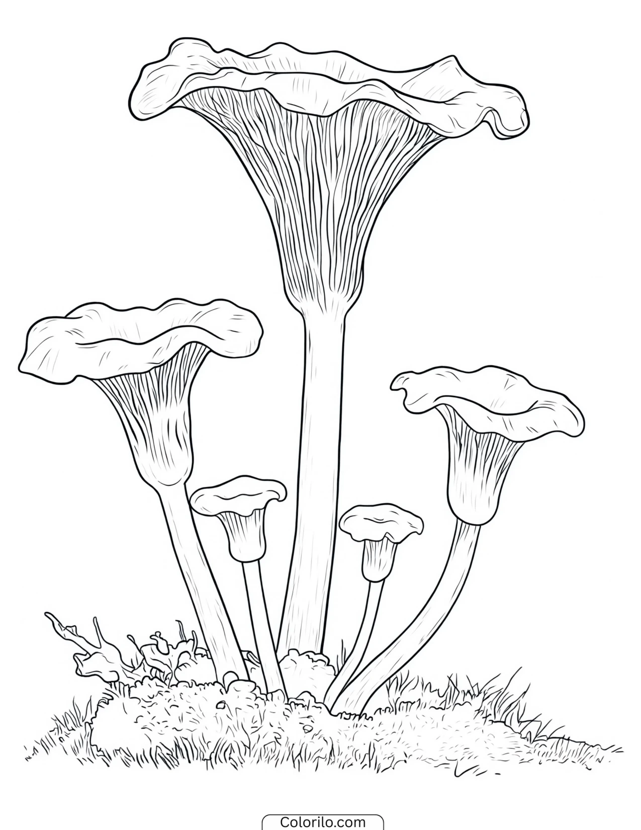 Three trumpet-shaped mushrooms together coloring page