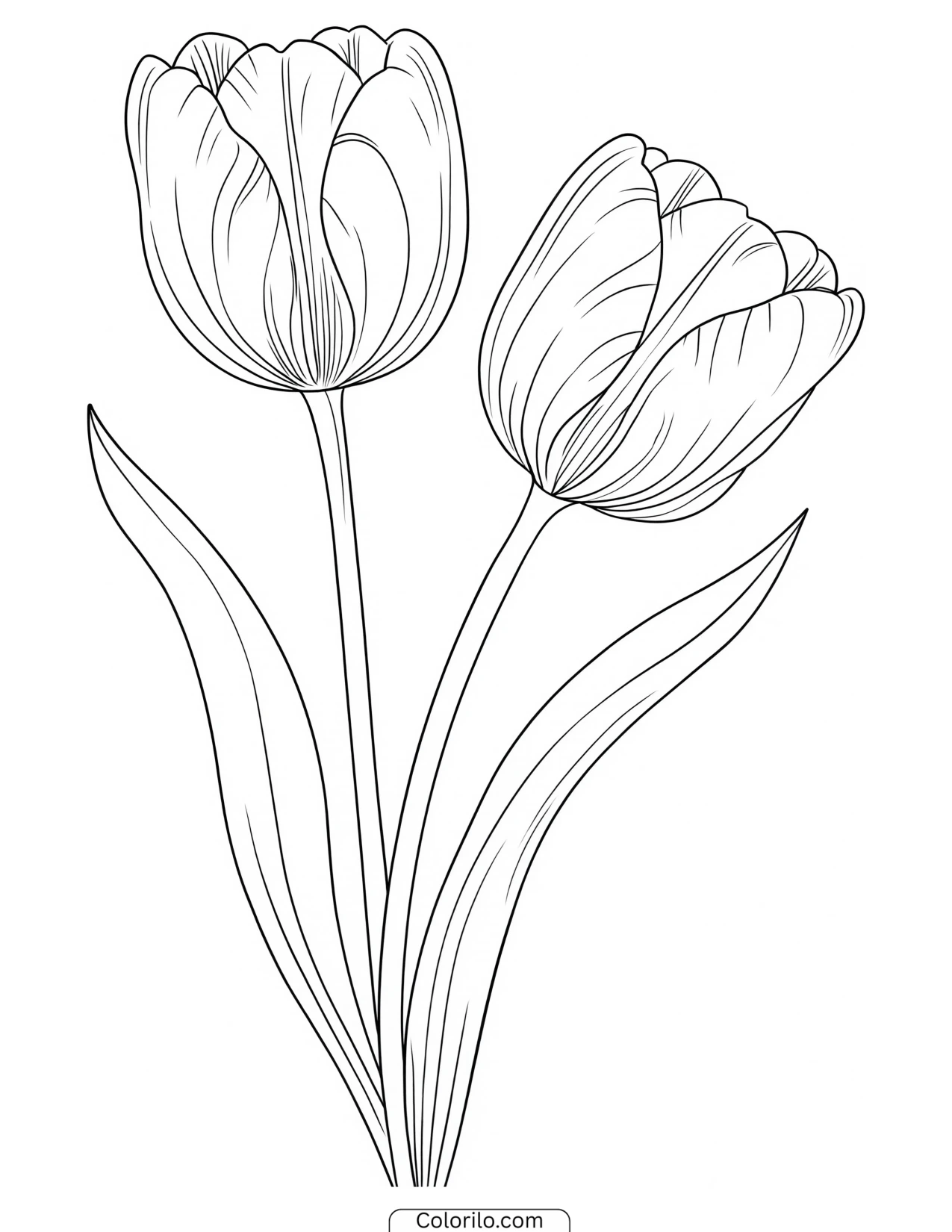 A pair of tulips on their stems coloring page
