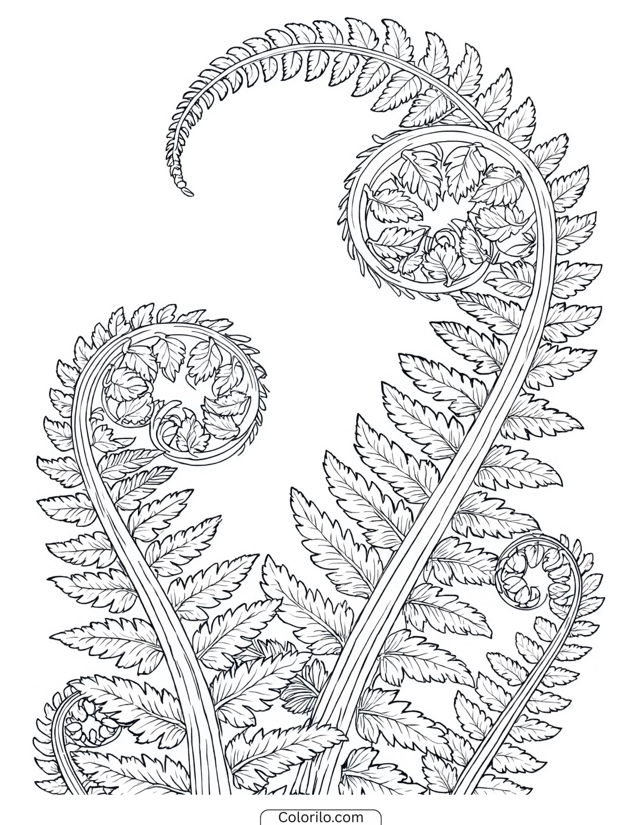 Fern frond uncurling from its coil coloring page