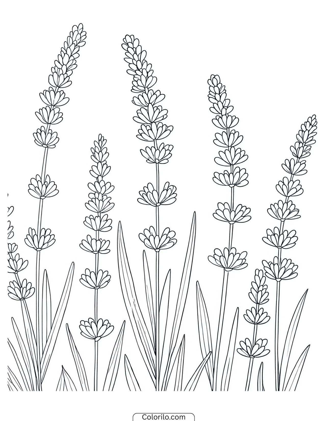 Lavender stems standing upright coloring page