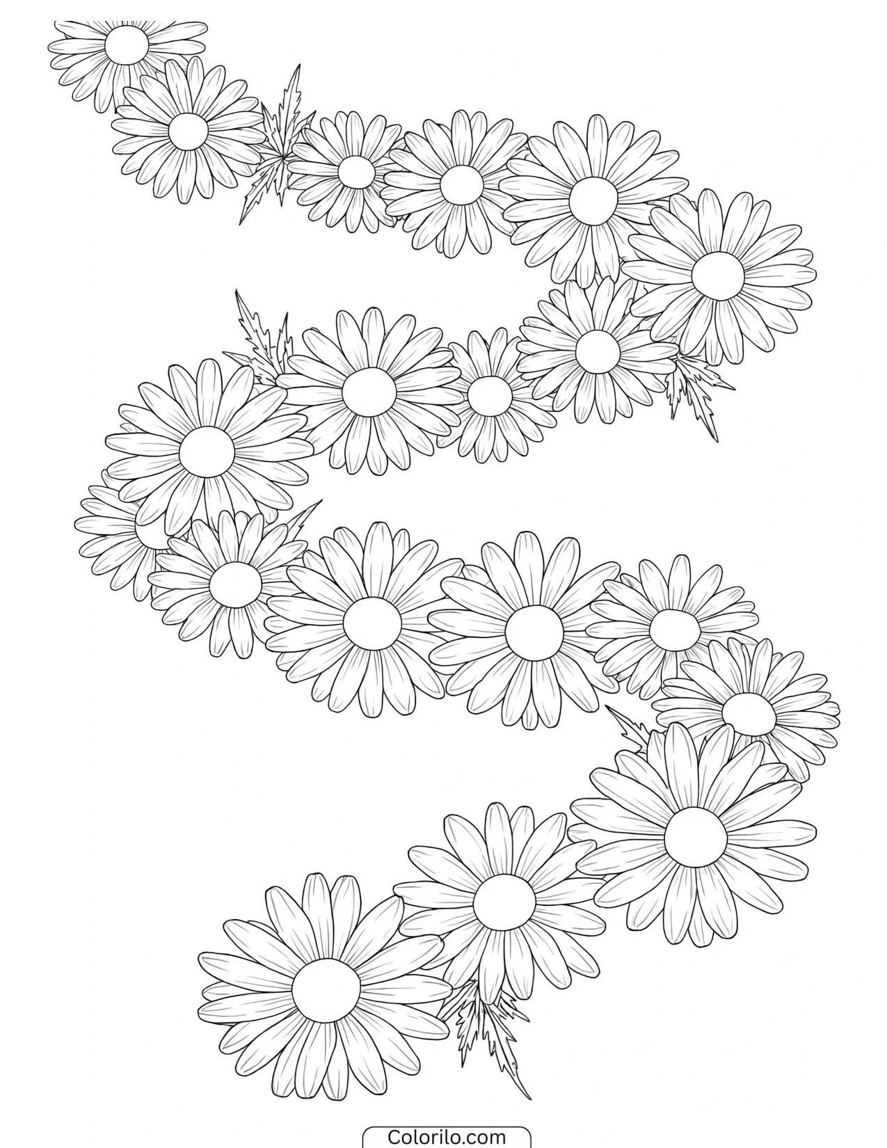 Daisies winding in a trail across the page coloring page