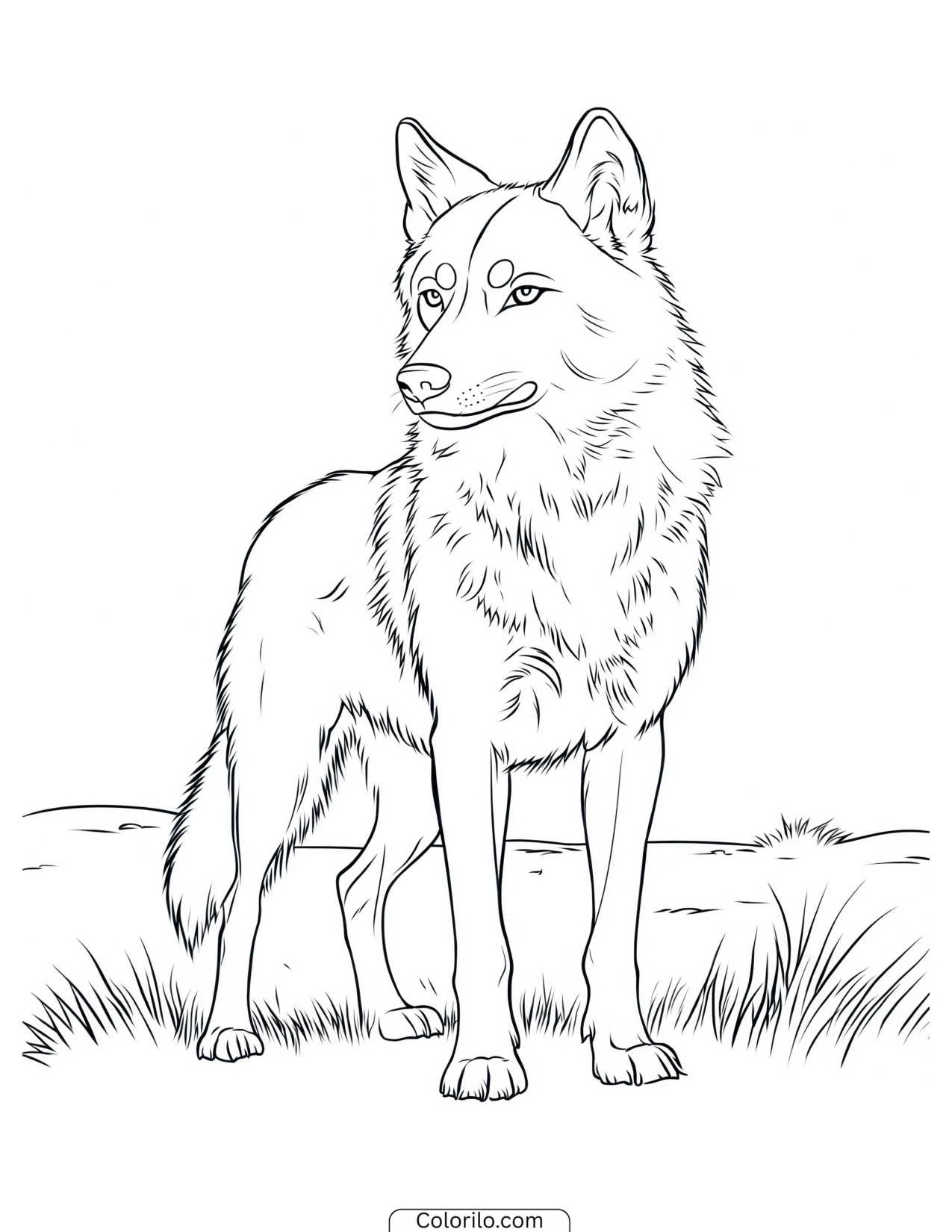 Wolf standing alert on an open plain coloring page