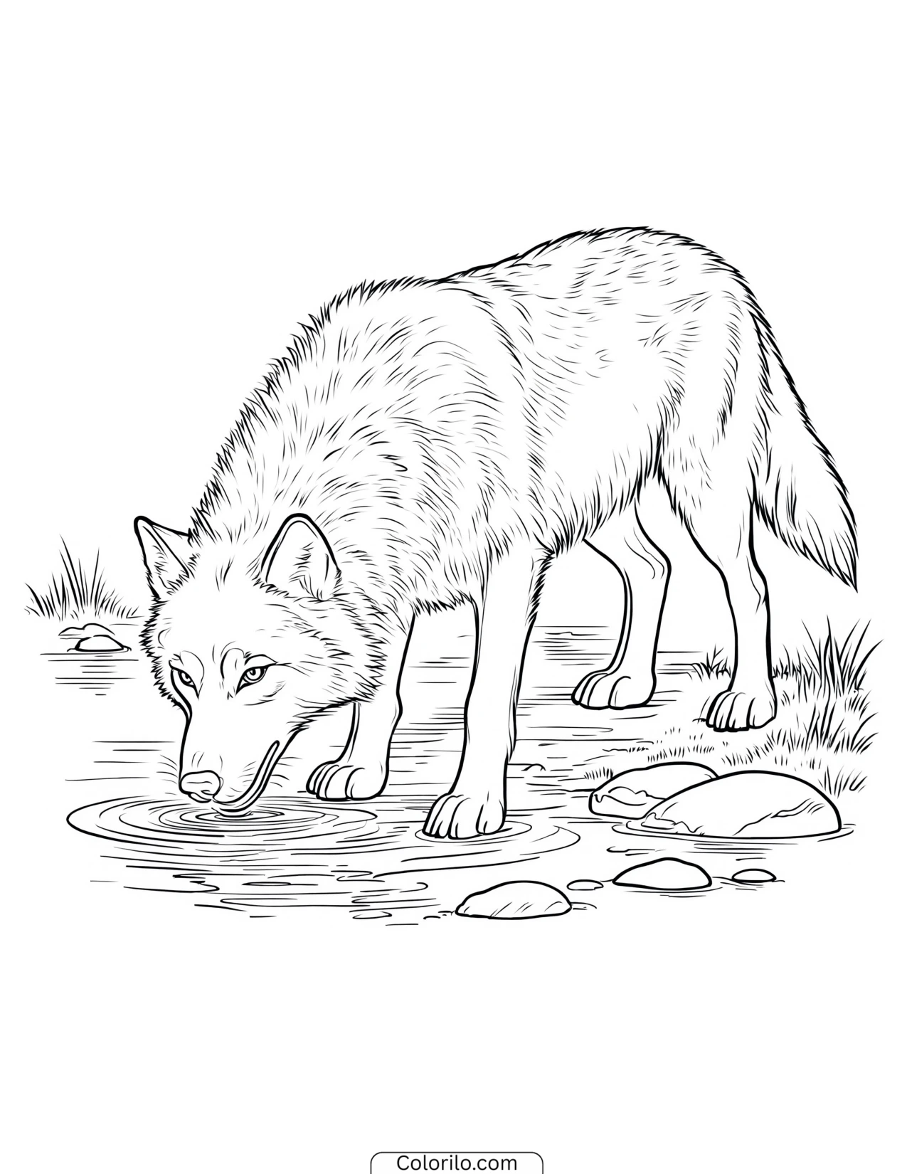 Wolf drinking from a still pool coloring page