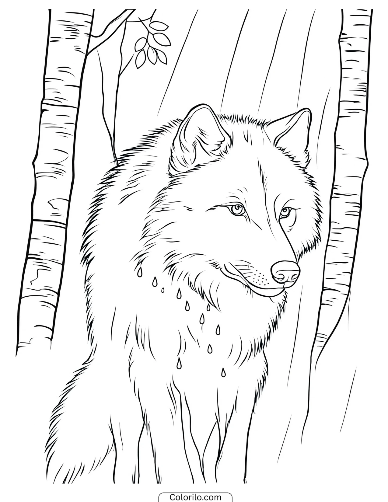 Wolf in a birch forest during rainfall coloring page