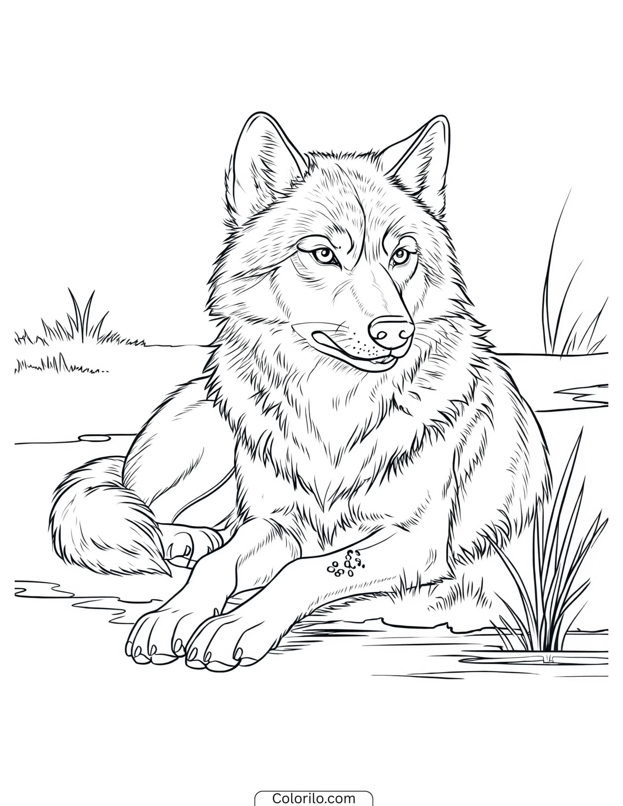 Wolf lying at rest in tall grass coloring page
