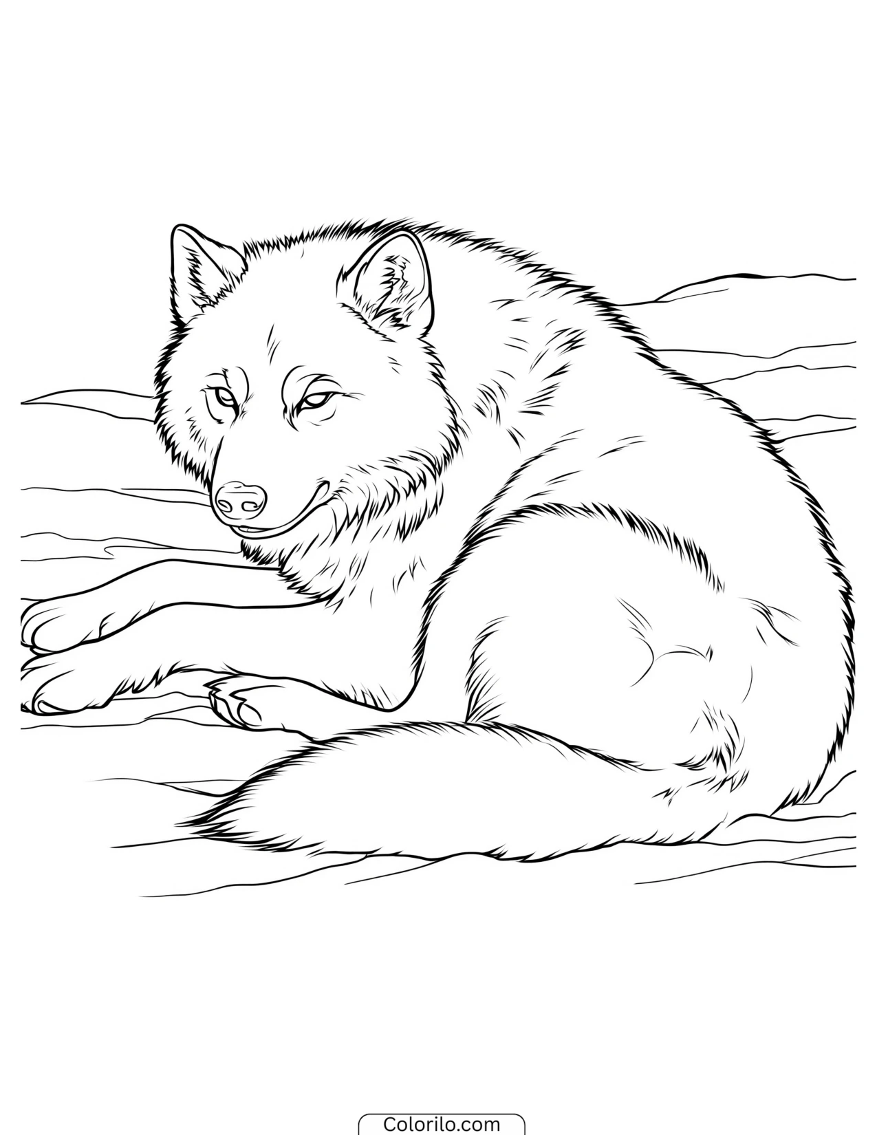 Wolf resting and turning to look back coloring page