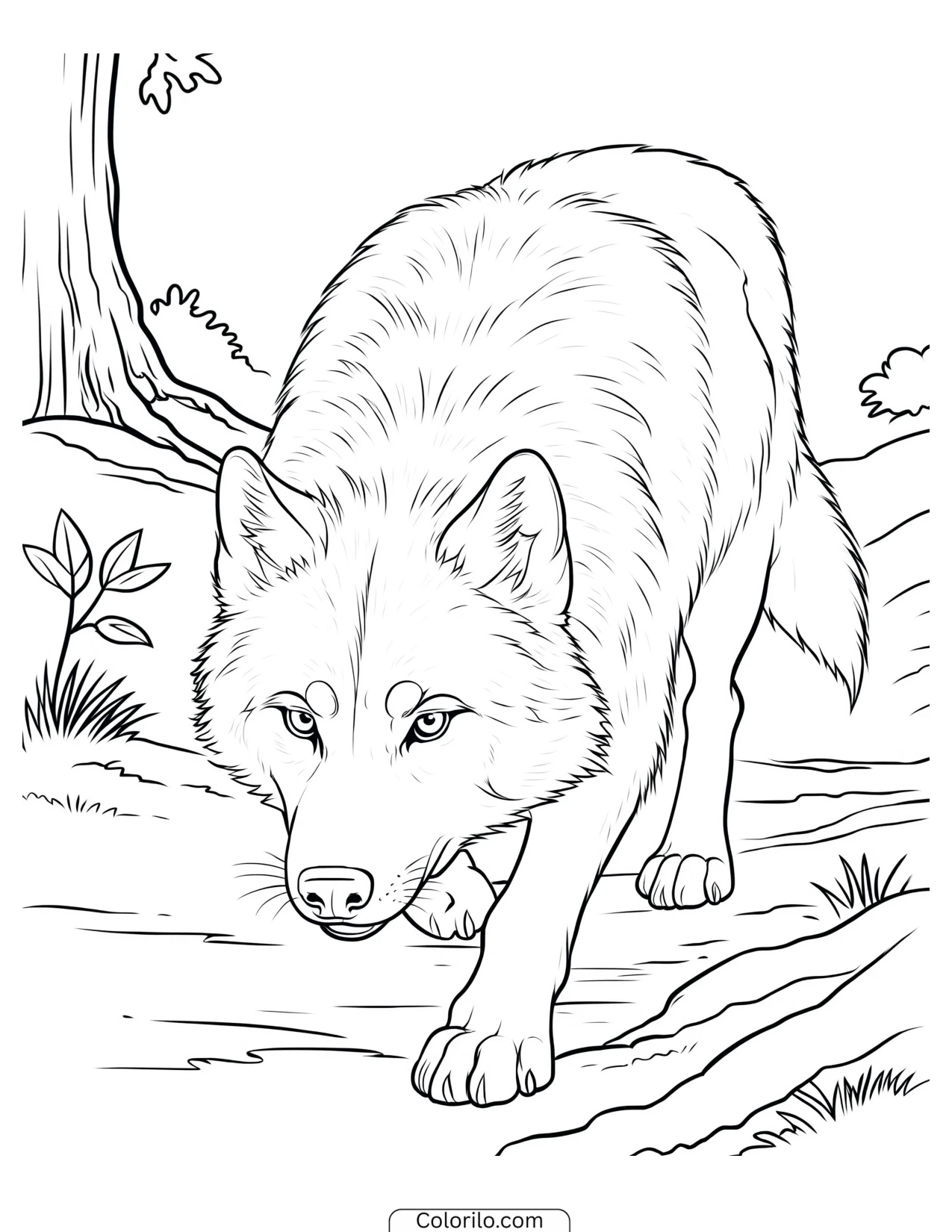 Wolf stalking low and forward coloring page