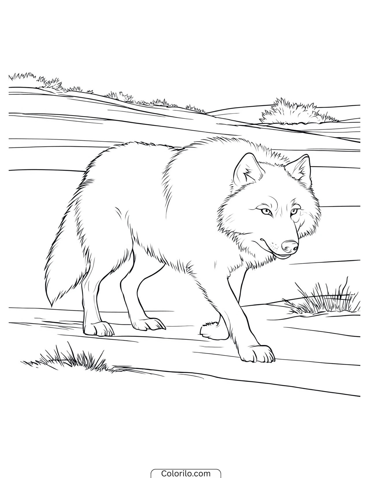 Wolf walking through an open meadow coloring page