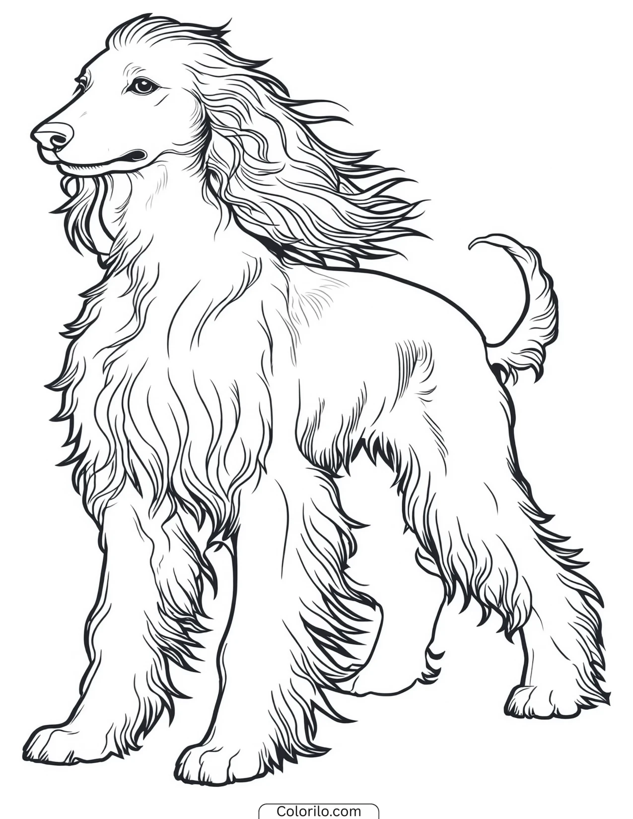 An Afghan Hound with its long flowing coat coloring page