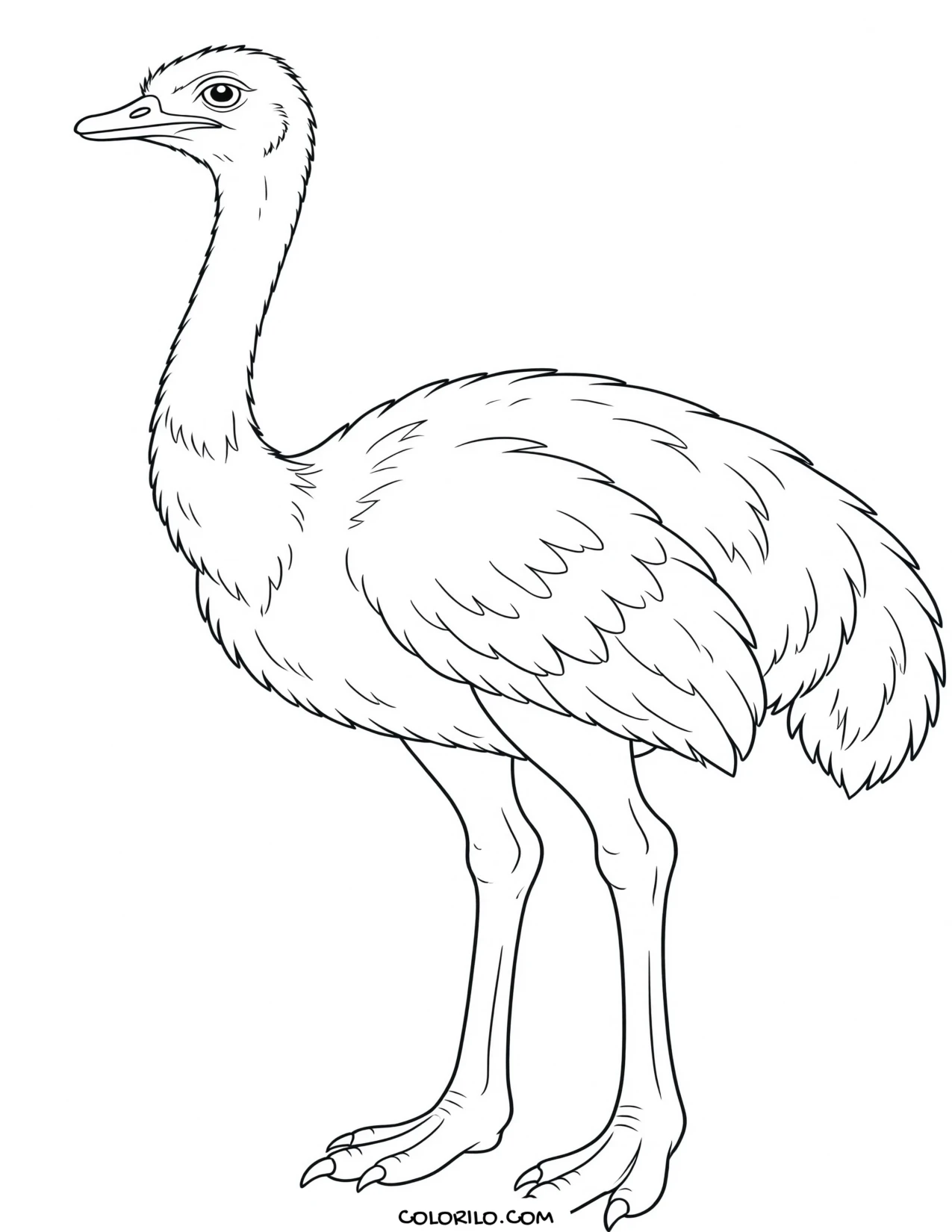 An African ostrich coloring page