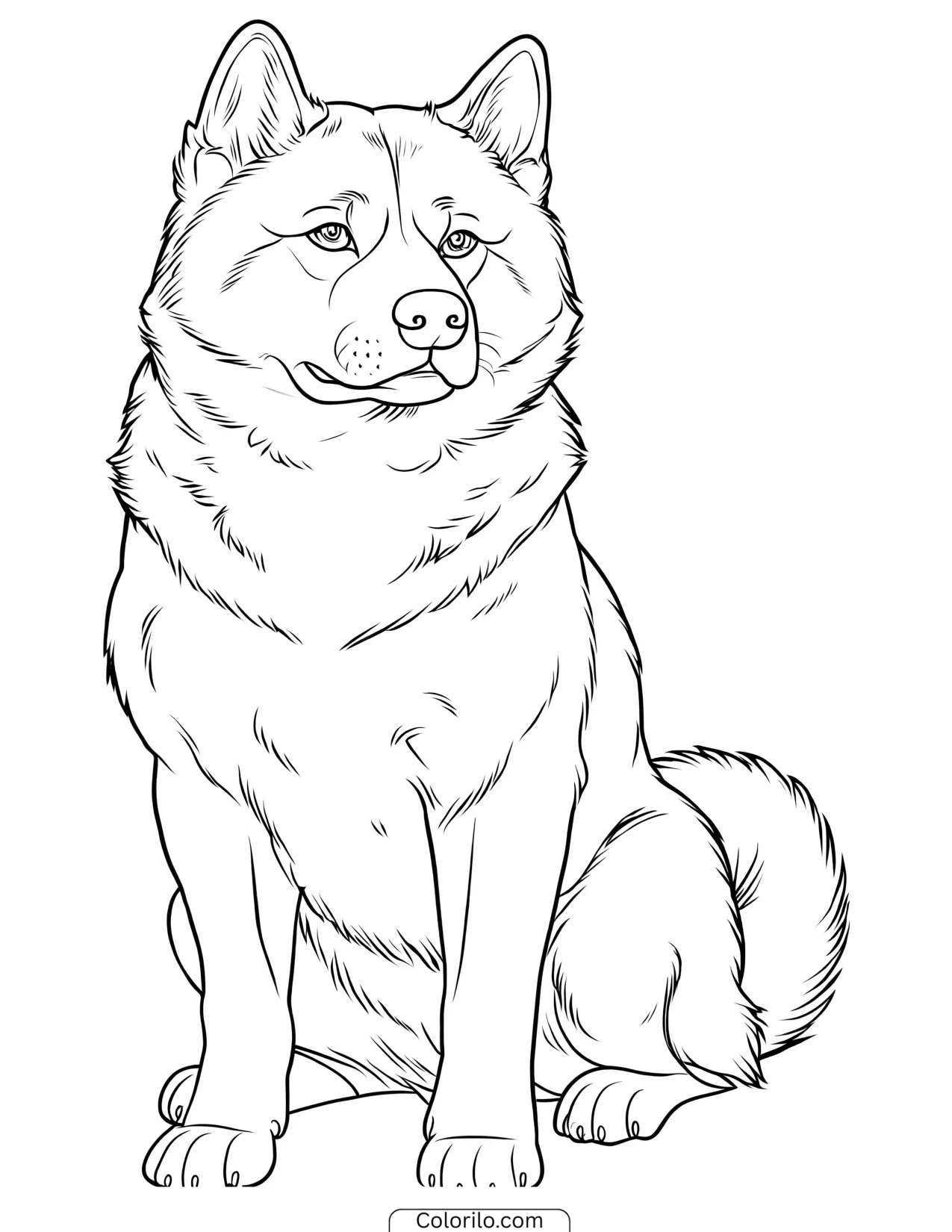 An Akita sitting proudly coloring page