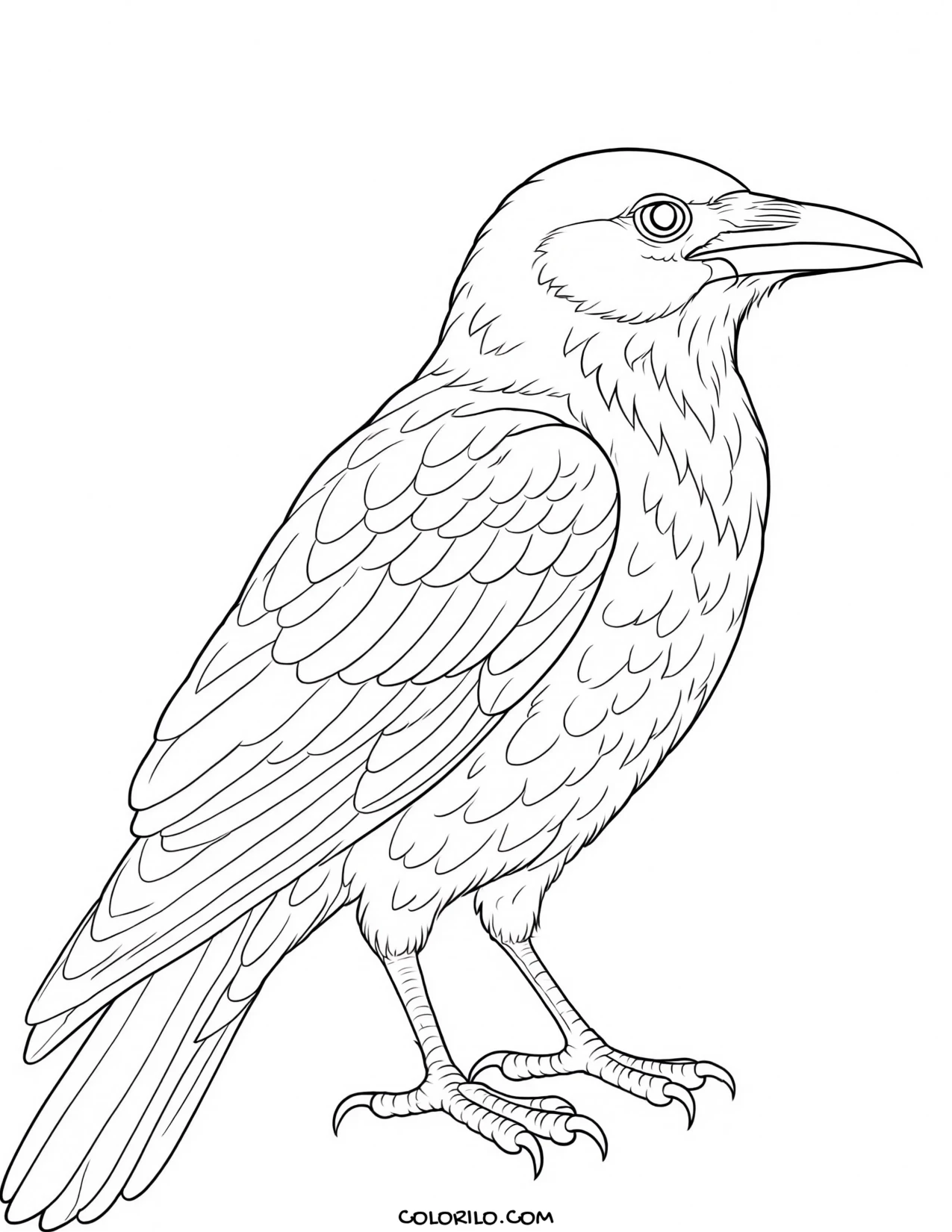 An American crow coloring page