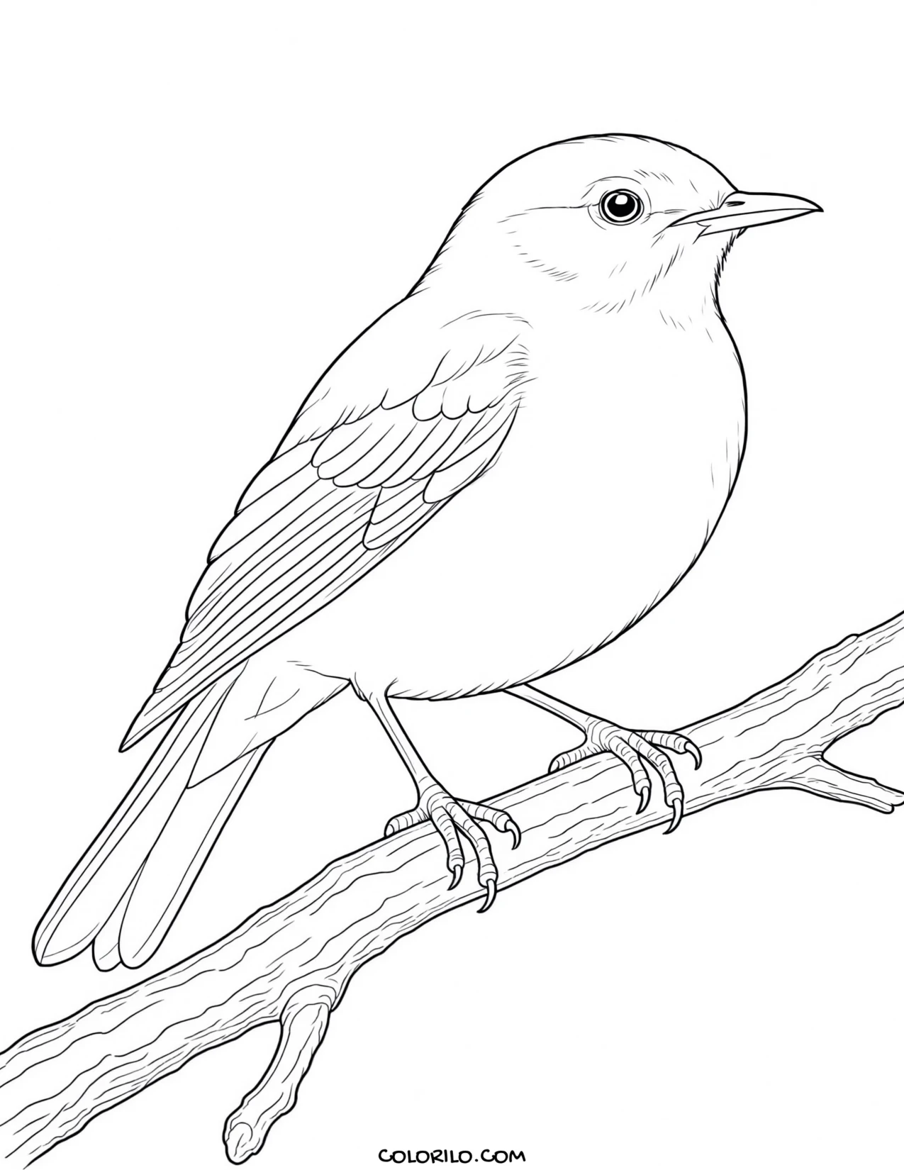 An American robin coloring page