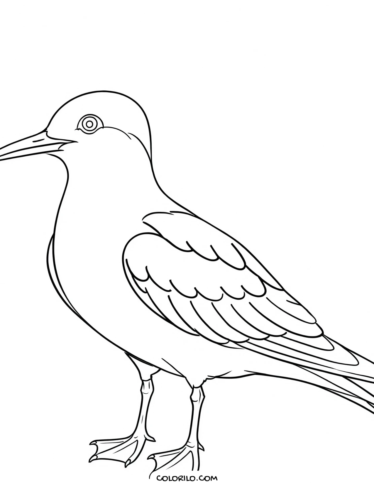 An American white pelican coloring page