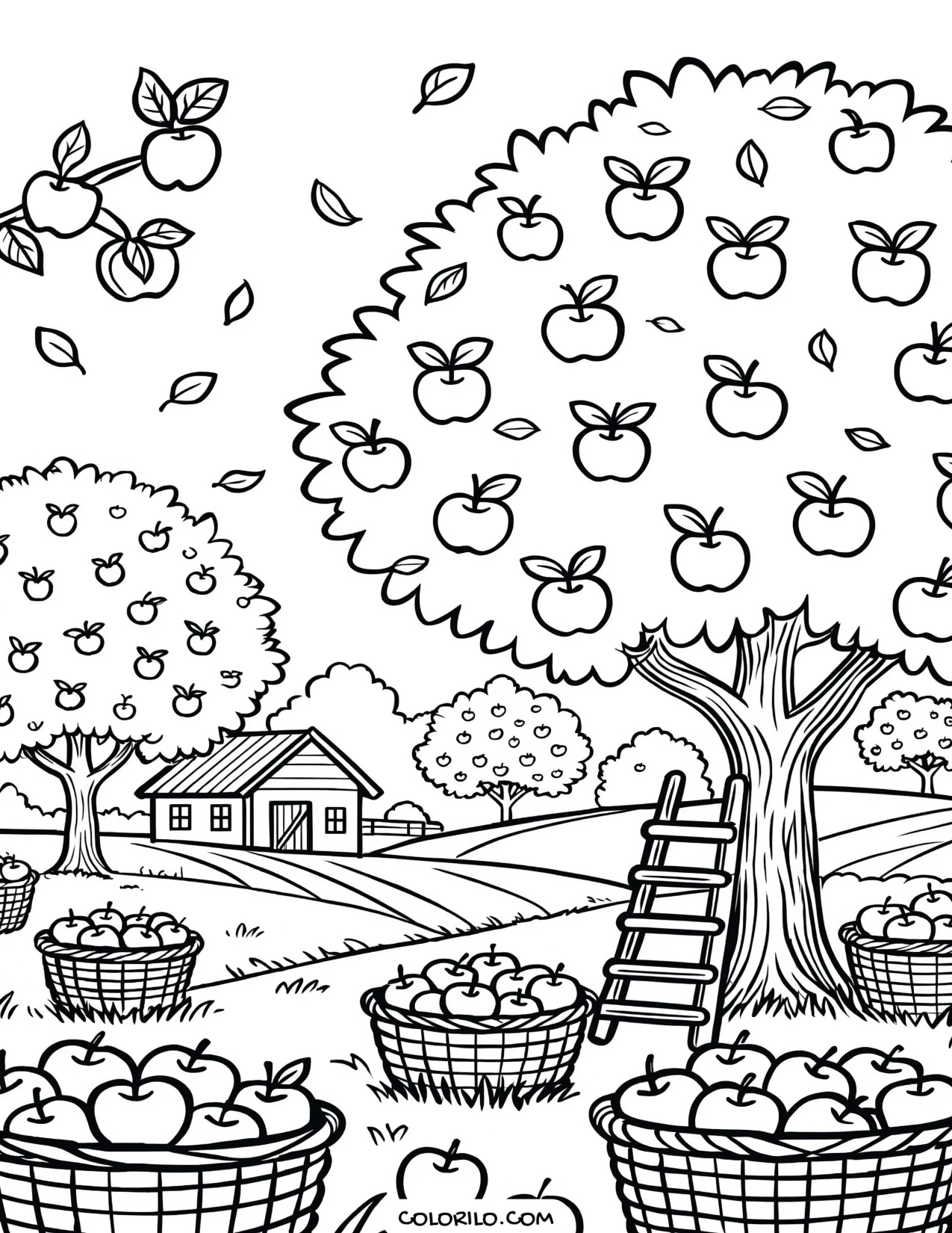 Picking apples in the orchard at harvest coloring page