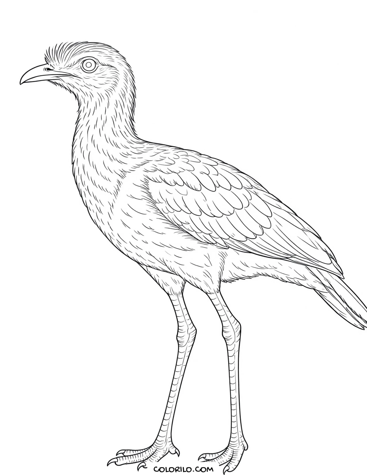 An Atlantic puffin coloring page