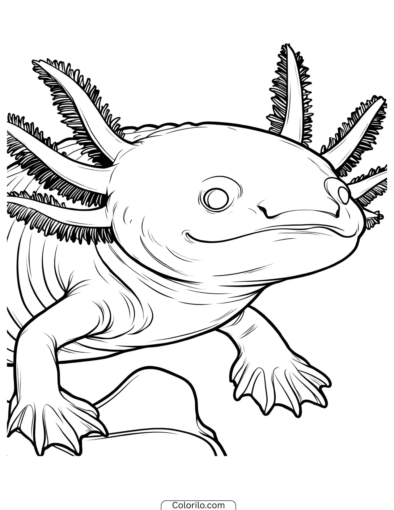 Axolotl posed with its tail curled round coloring page