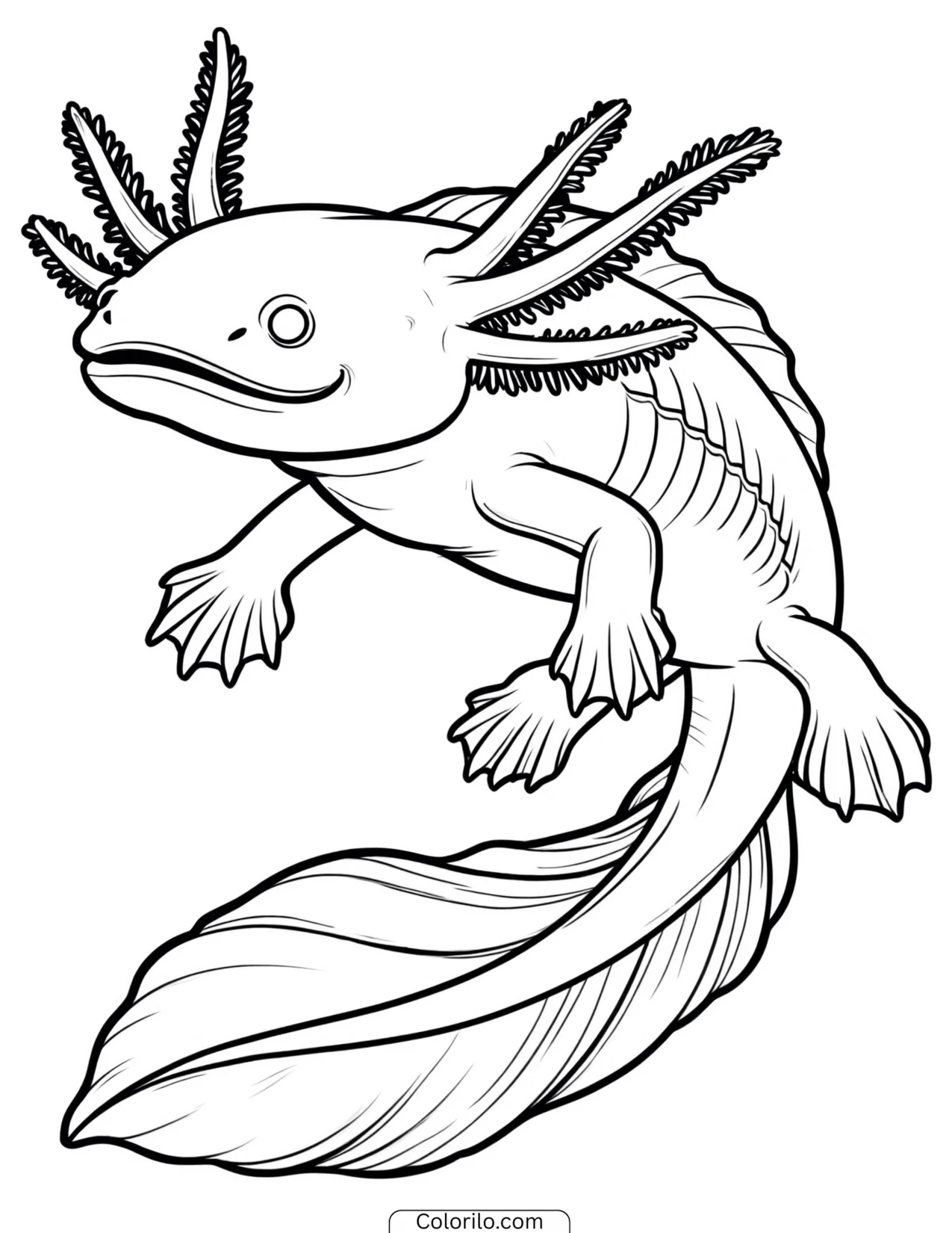 Axolotl swimming with its tail curved coloring page