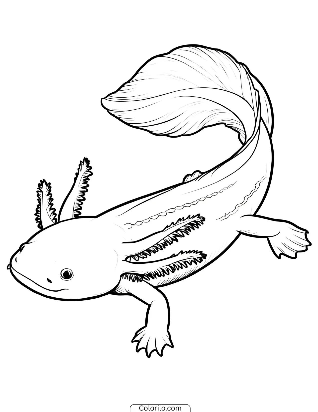 Axolotl swimming shown in side profile coloring page
