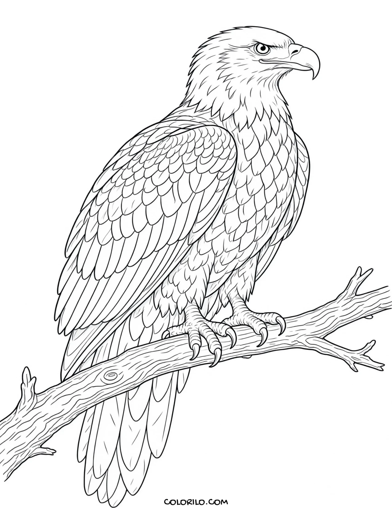 A bald eagle coloring page