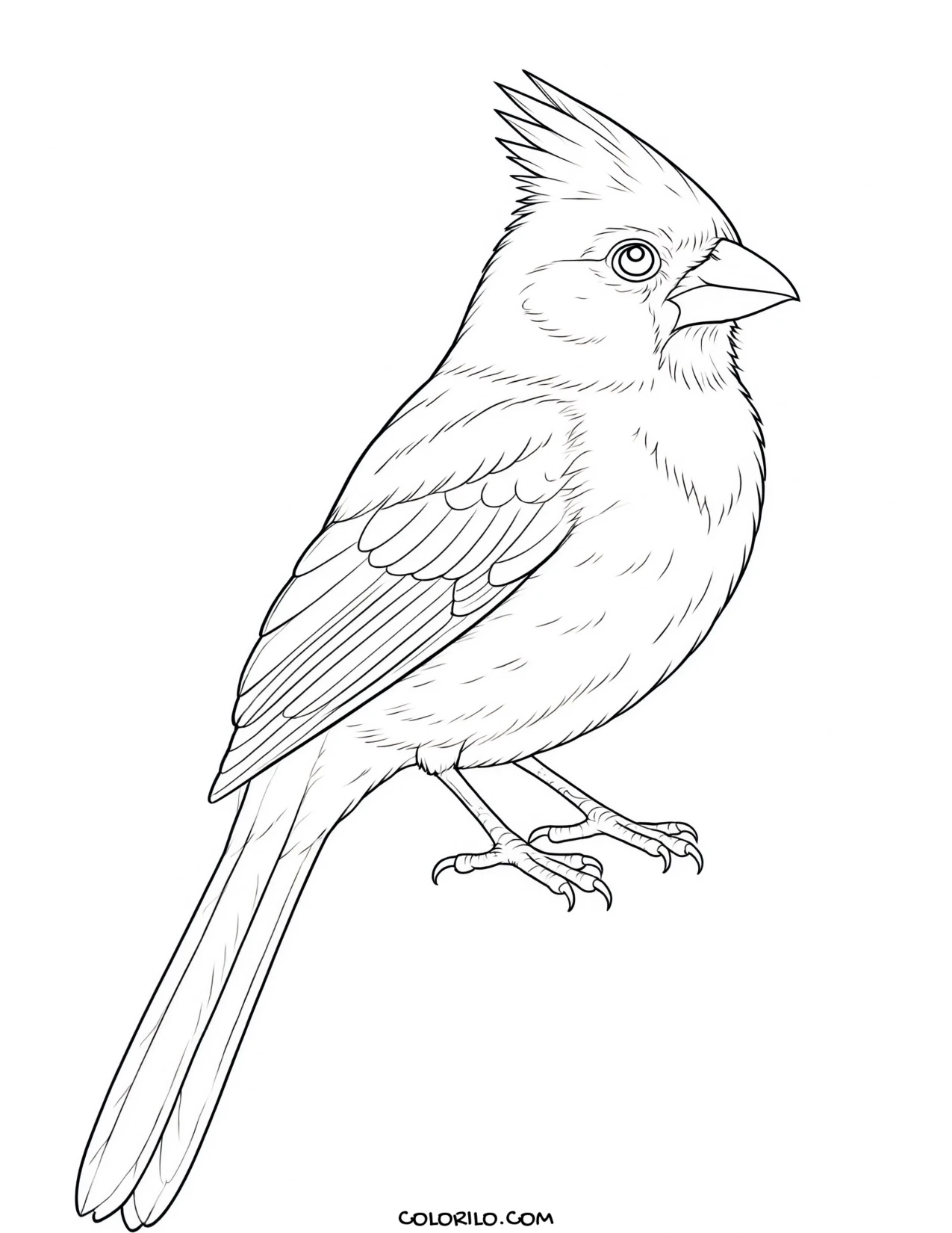 A barn swallow coloring page
