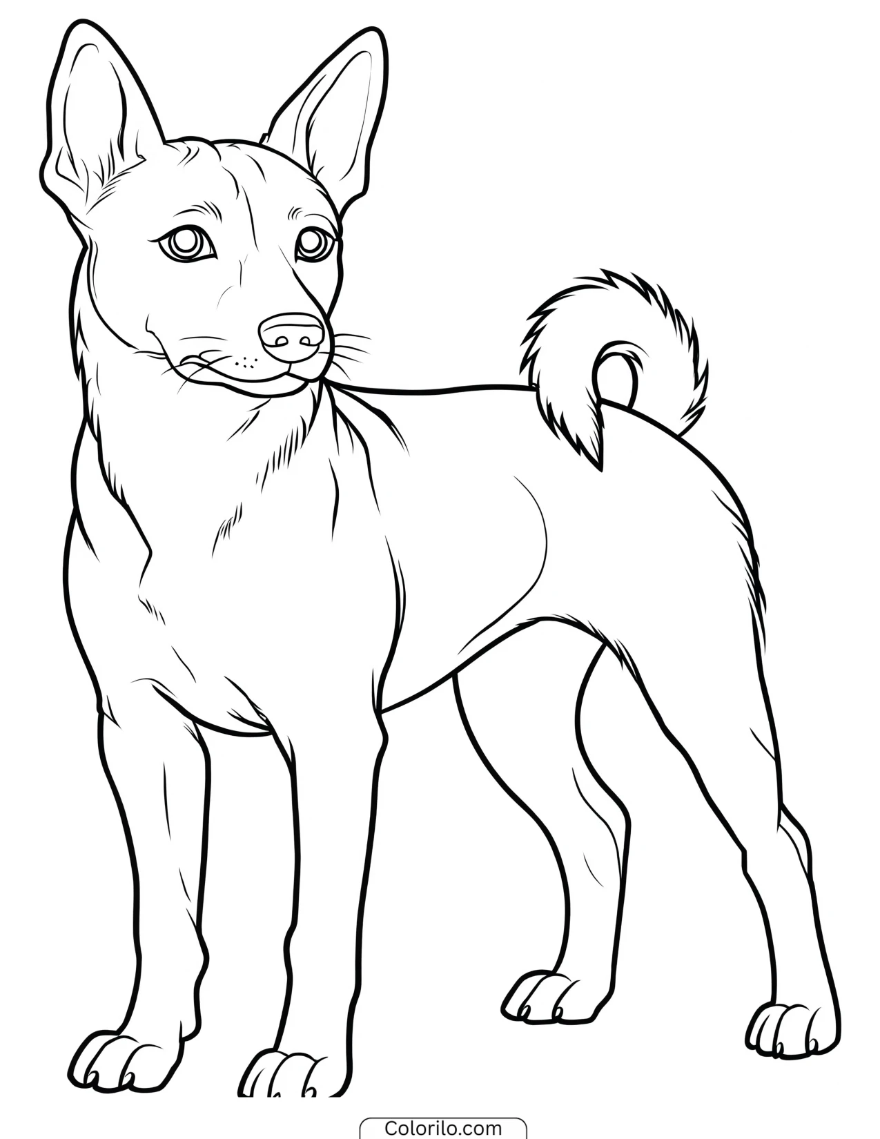A Basenji standing alert coloring page