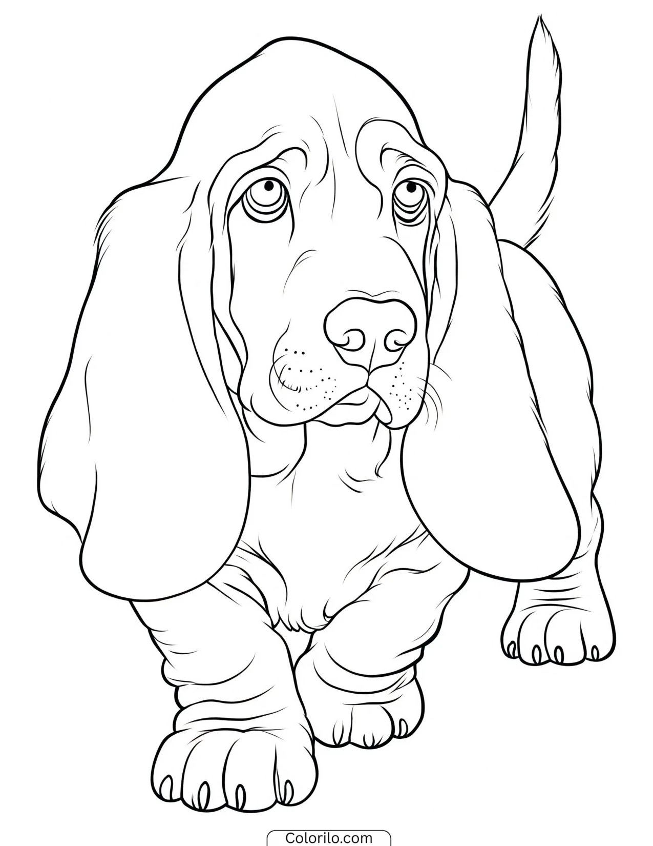 A Basset Hound puppy with long ears coloring page