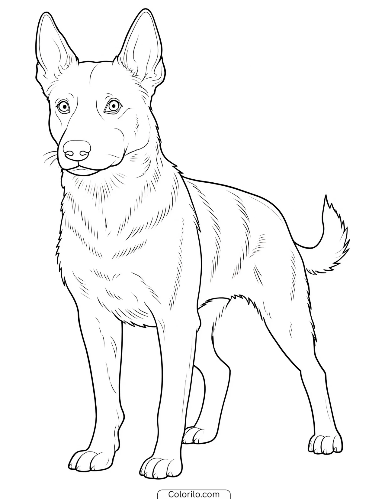 A Belgian Malinois at work coloring page
