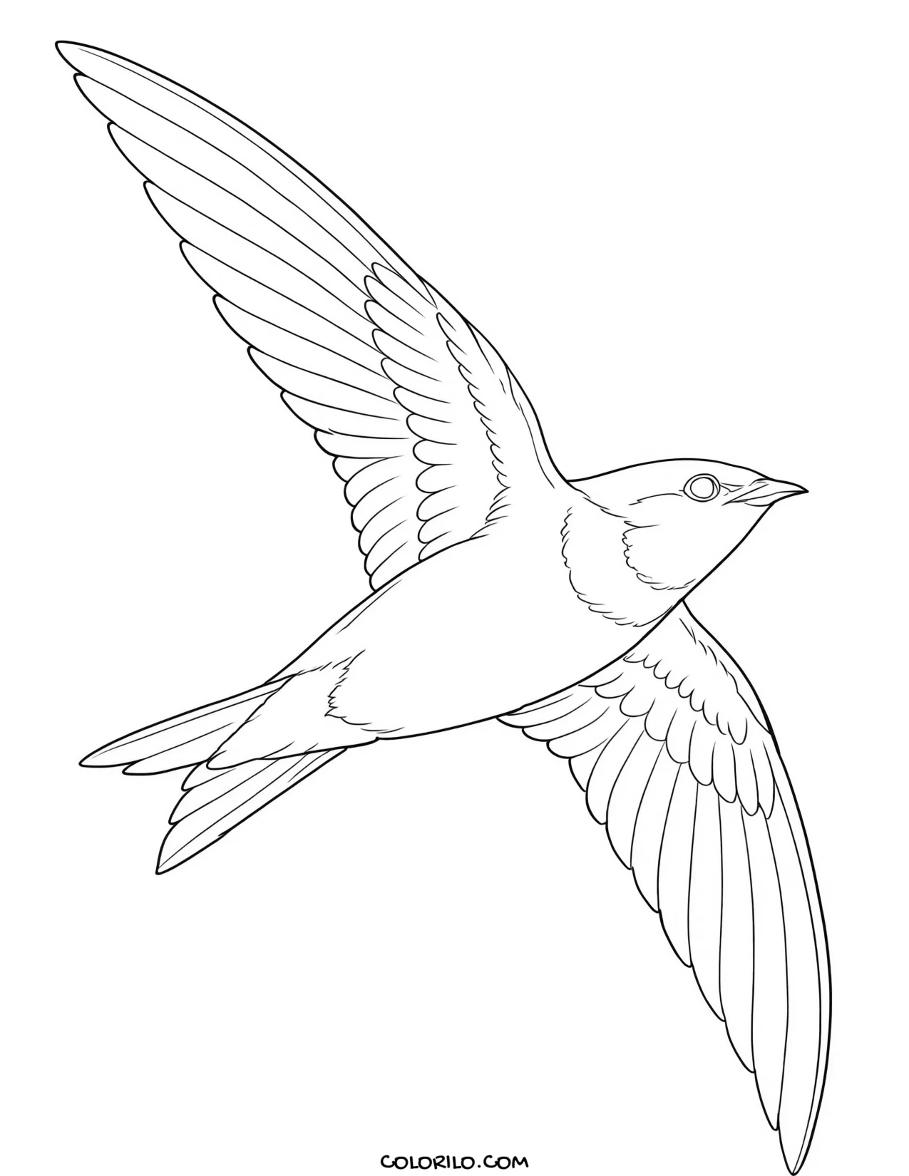 A belted kingfisher coloring page