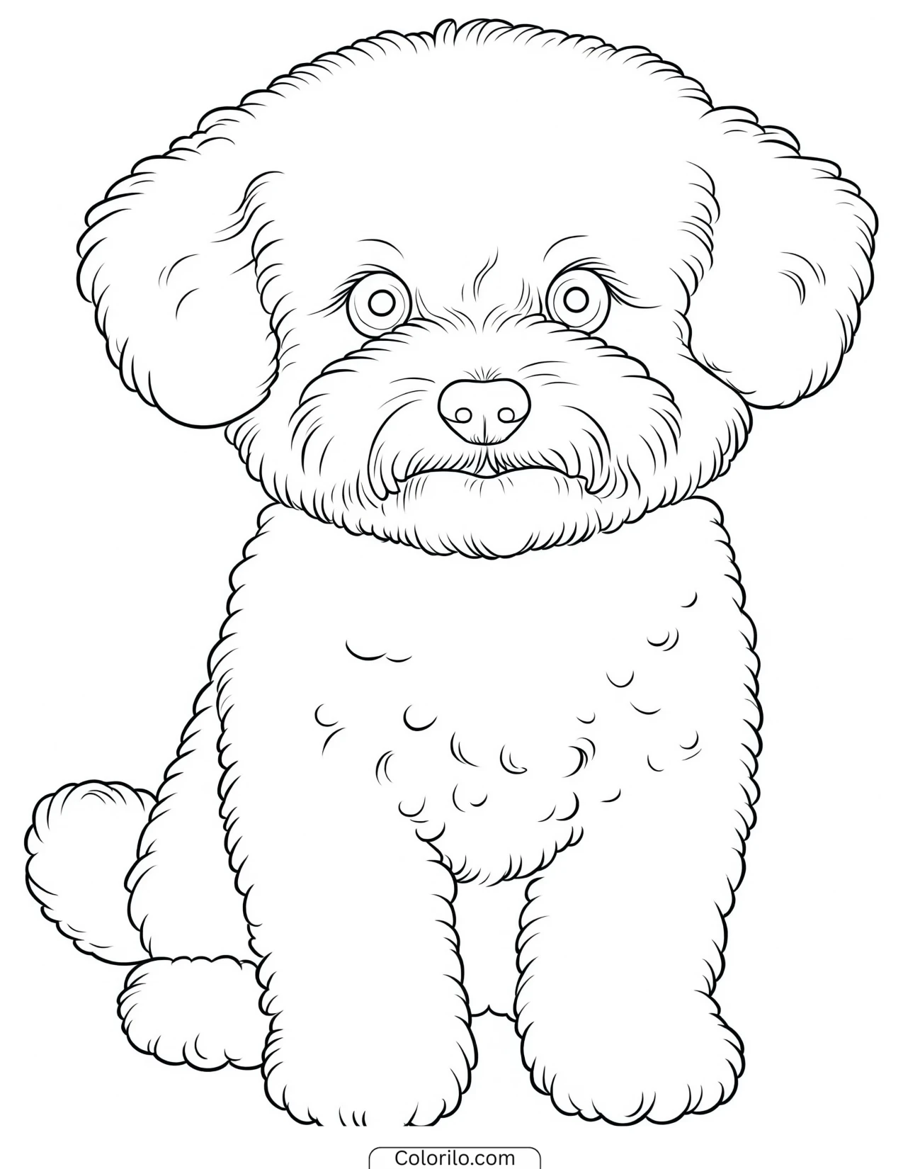 A fluffy Bichon Frise coloring page