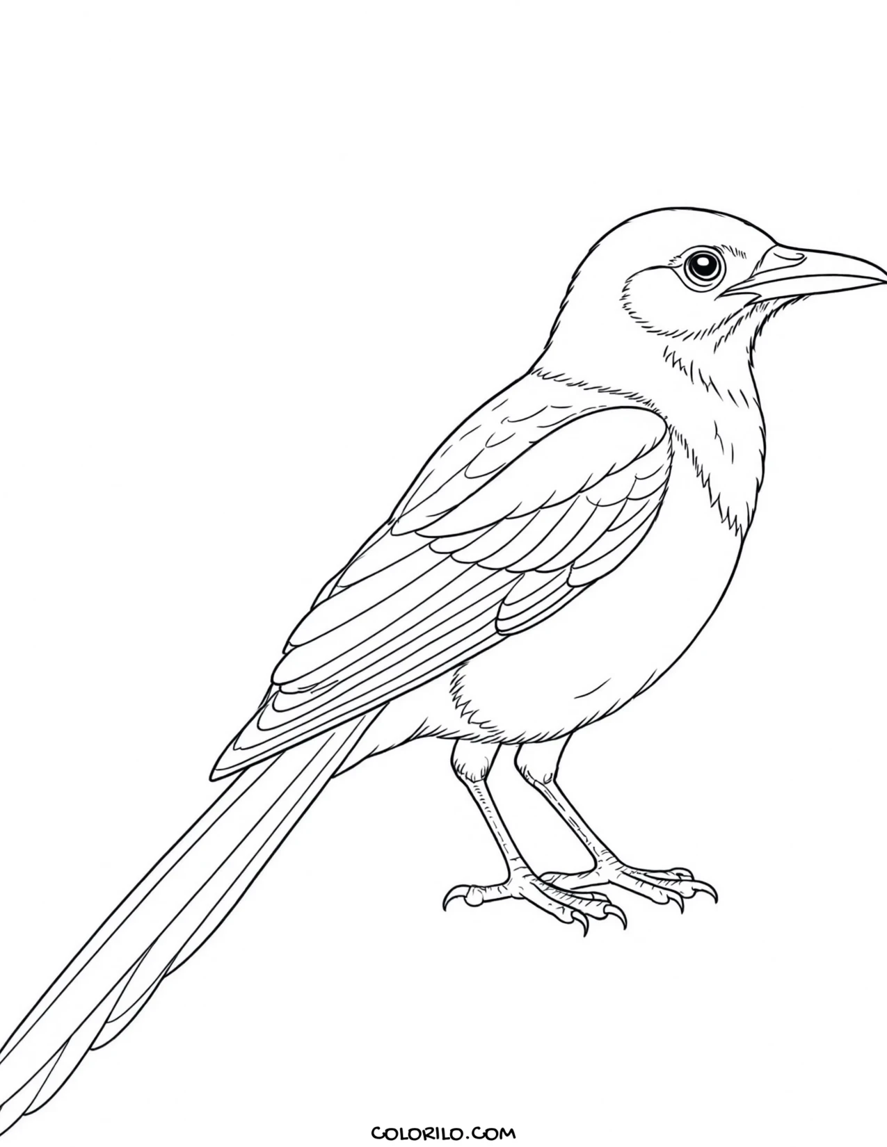A black-billed magpie coloring page