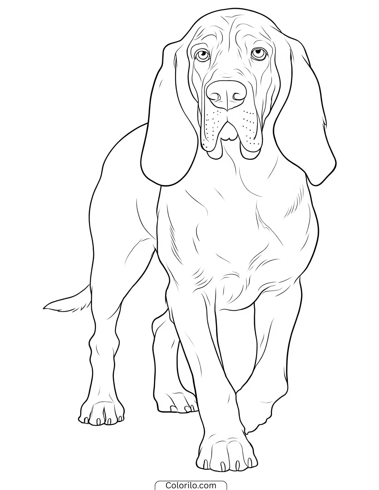 A Bloodhound following a scent coloring page