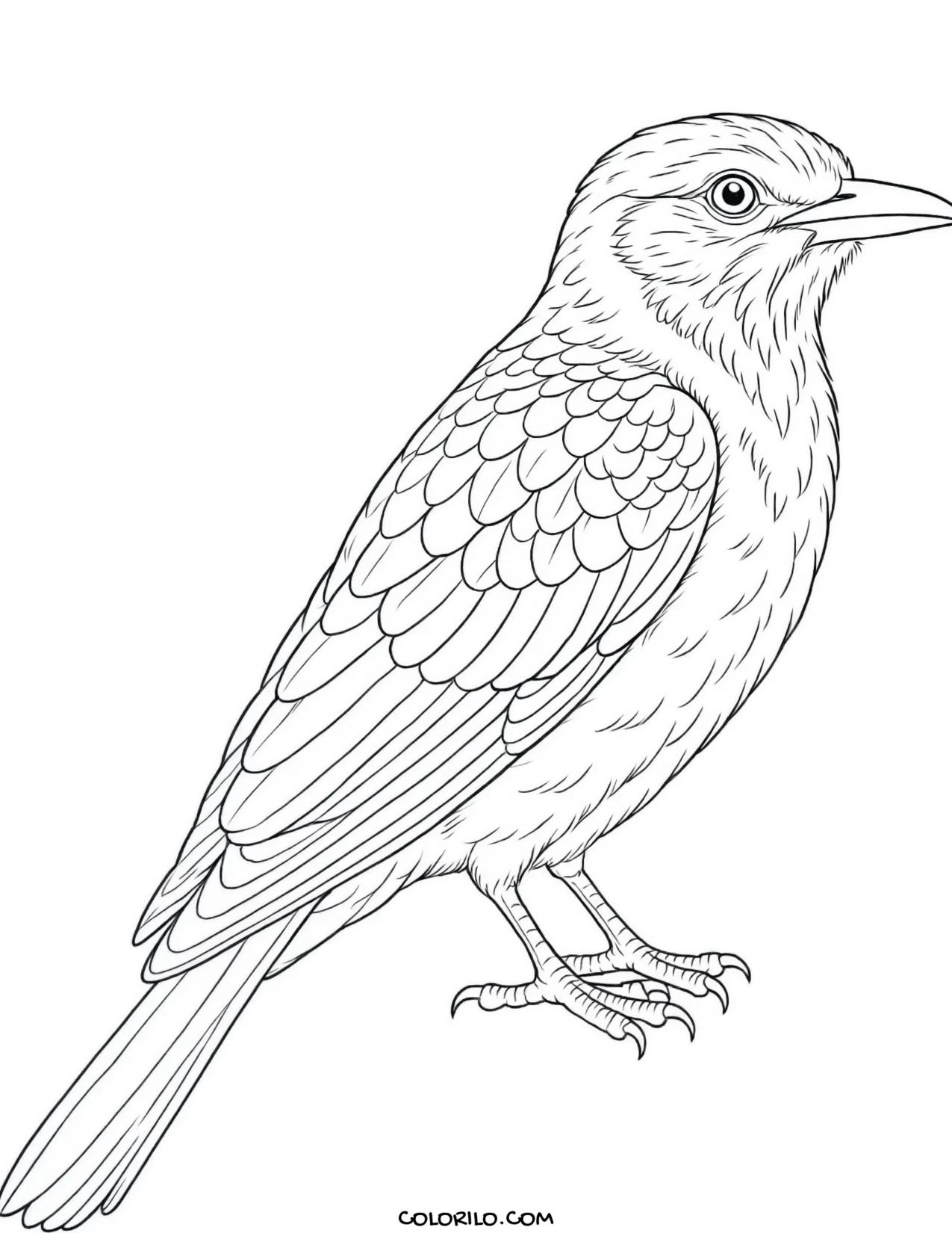 A blue jay coloring page