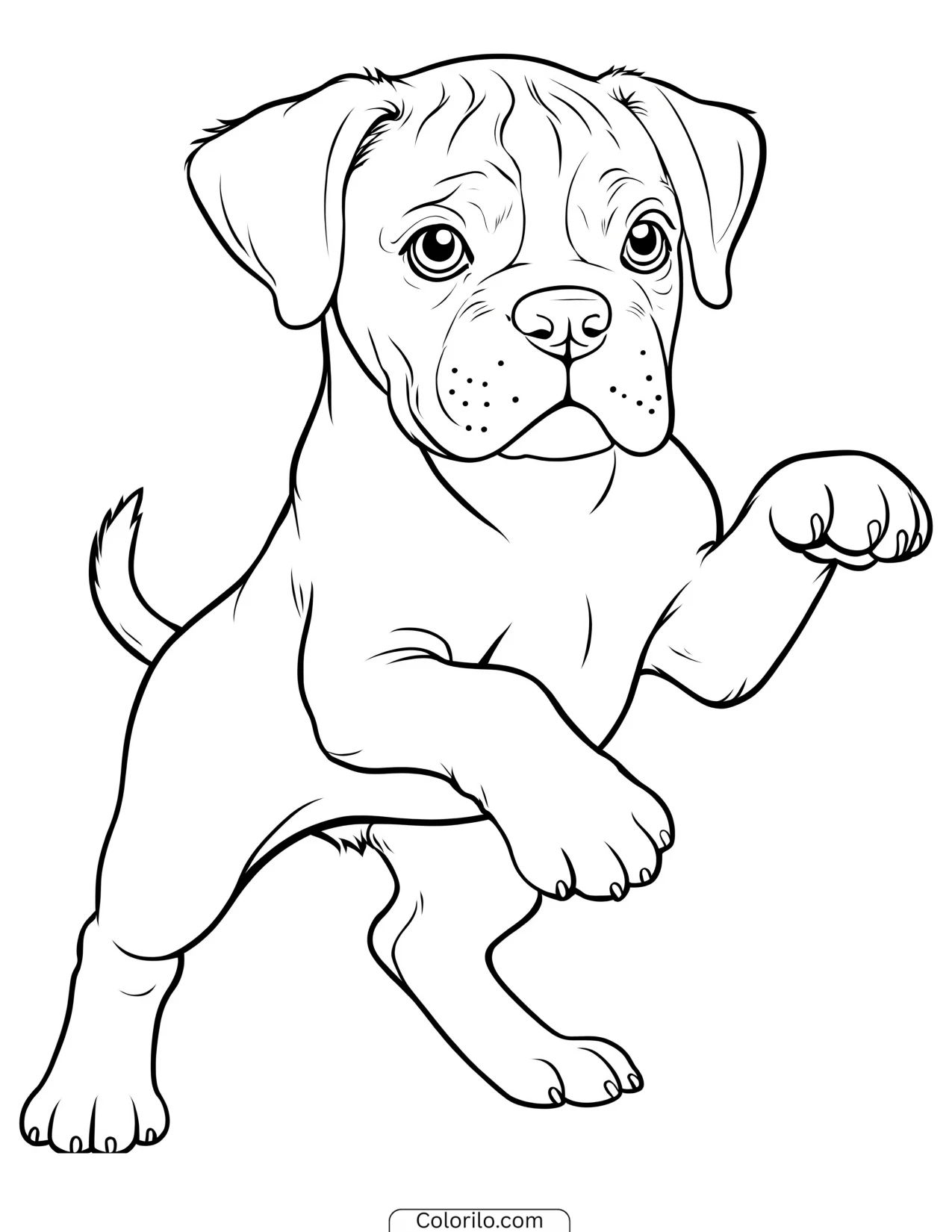 A Boxer in a playful stance coloring page