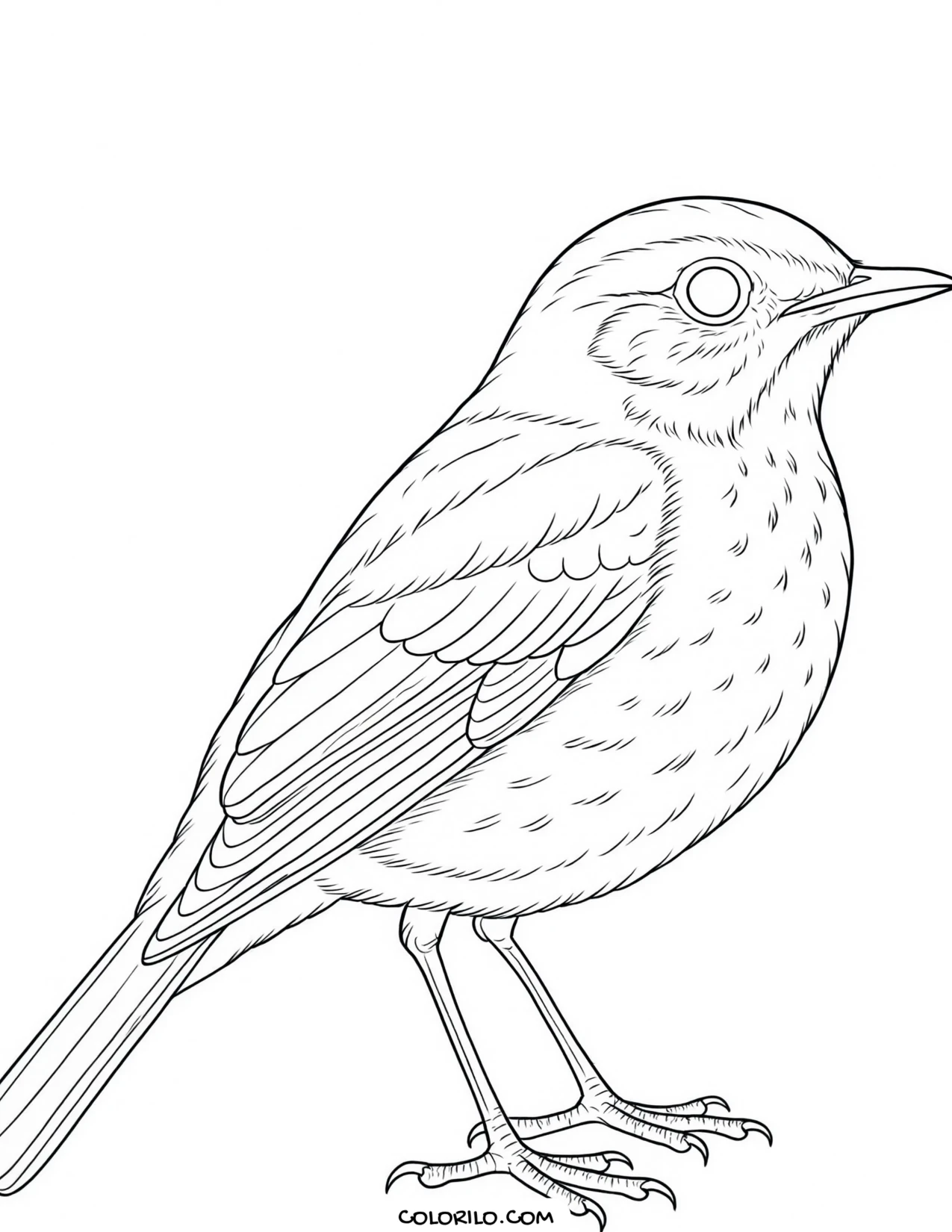 A brown creeper coloring page