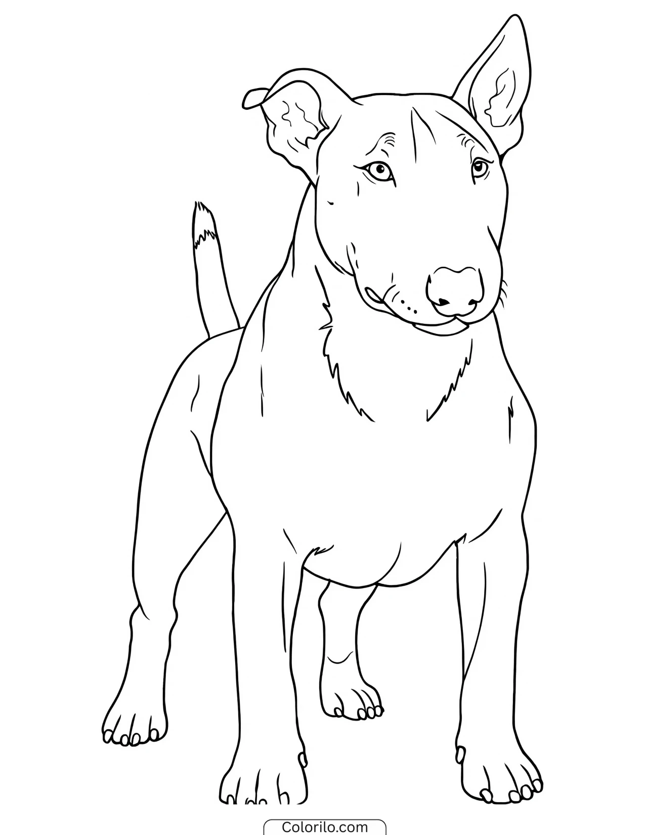 A Bull Terrier standing coloring page