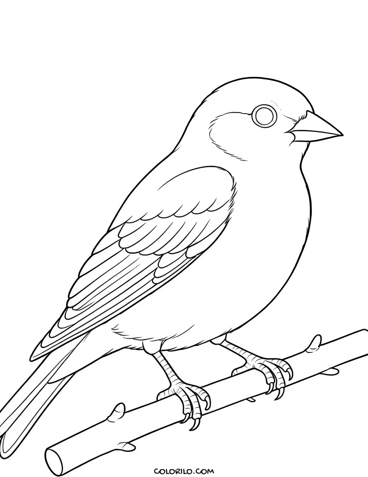 A California quail coloring page