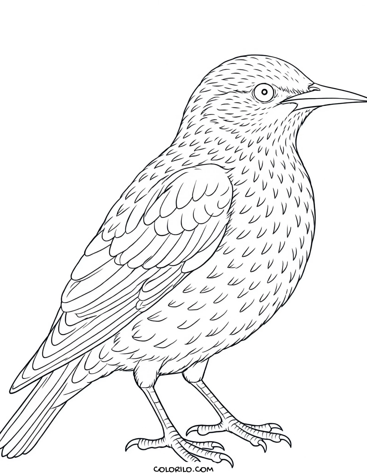A Canada goose coloring page