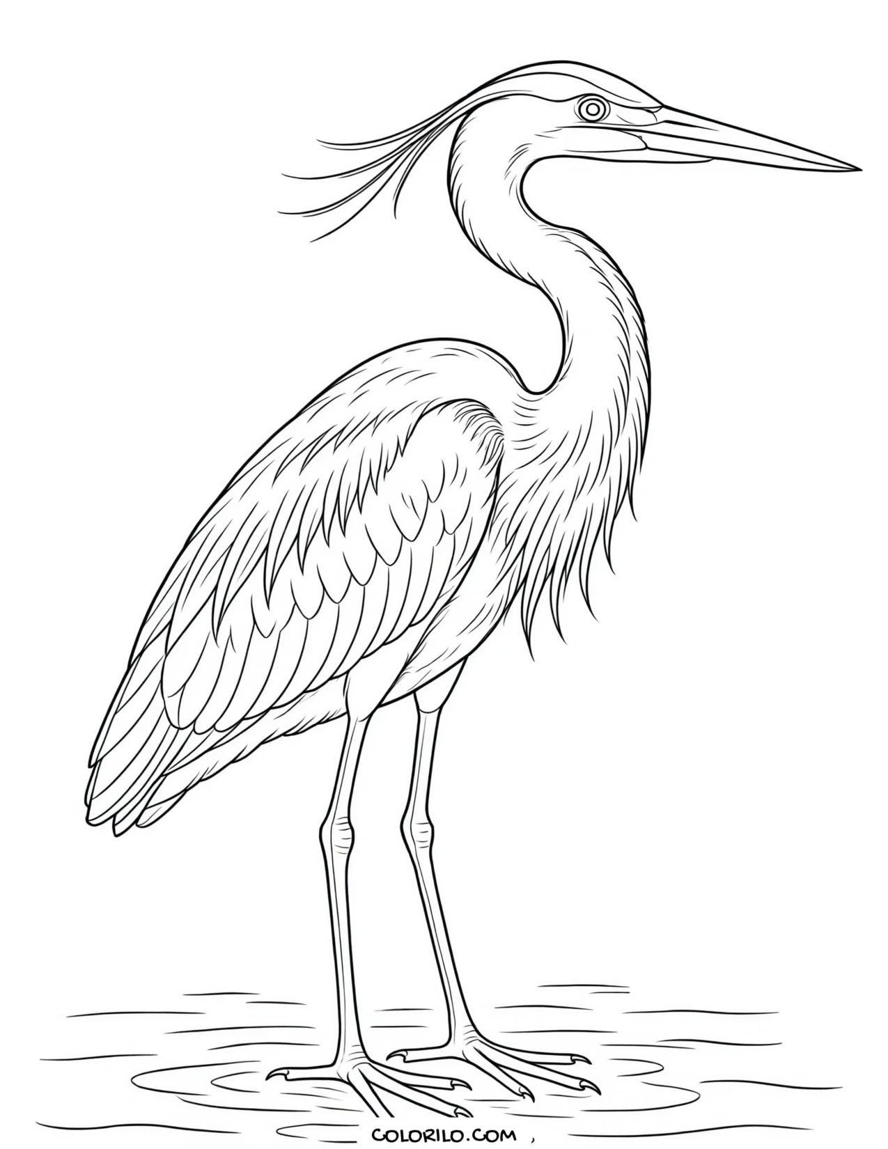 A canary coloring page