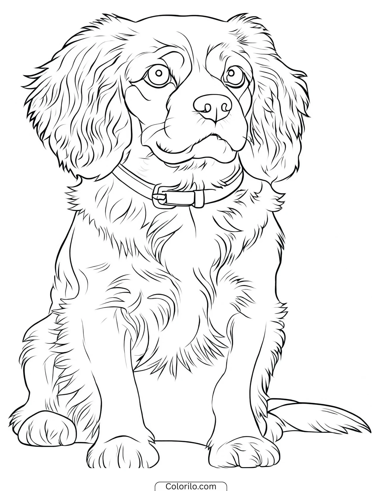 A Cavalier King Charles Spaniel coloring page