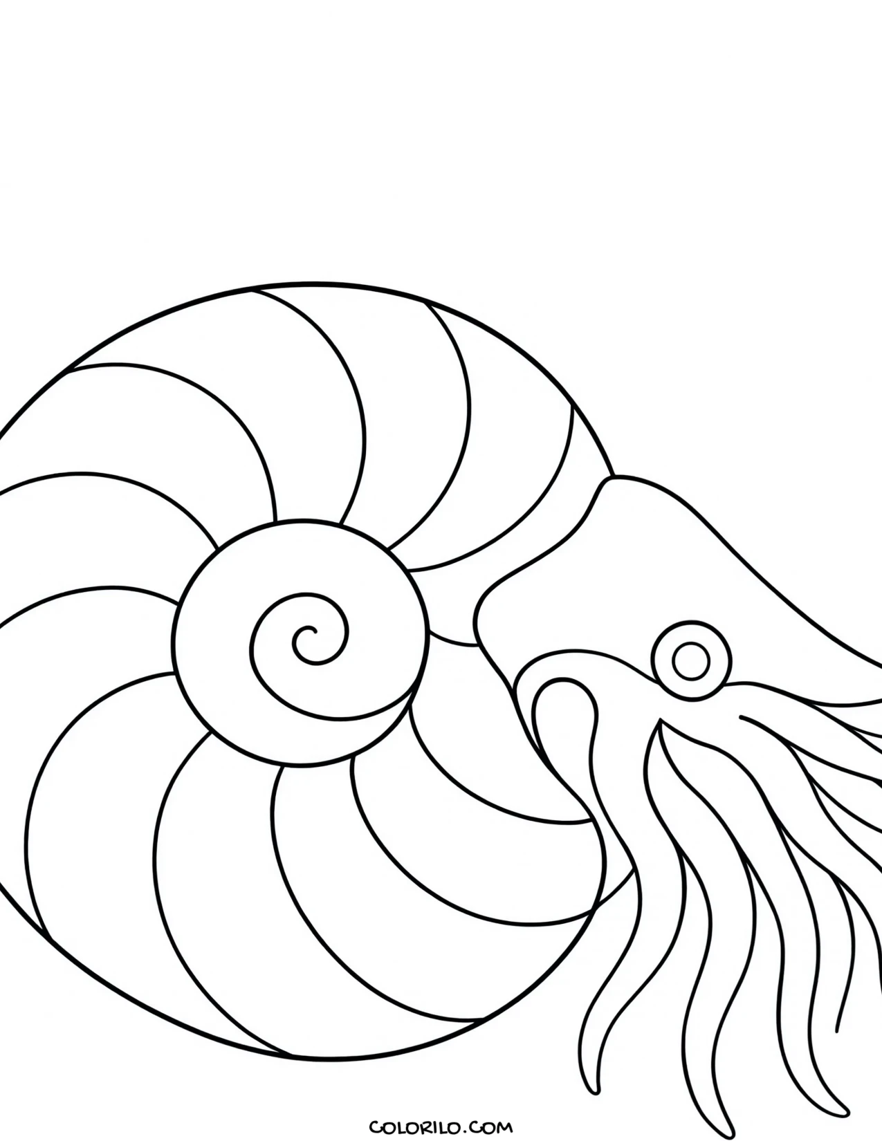 A chambered nautilus with its spiral shell coloring page