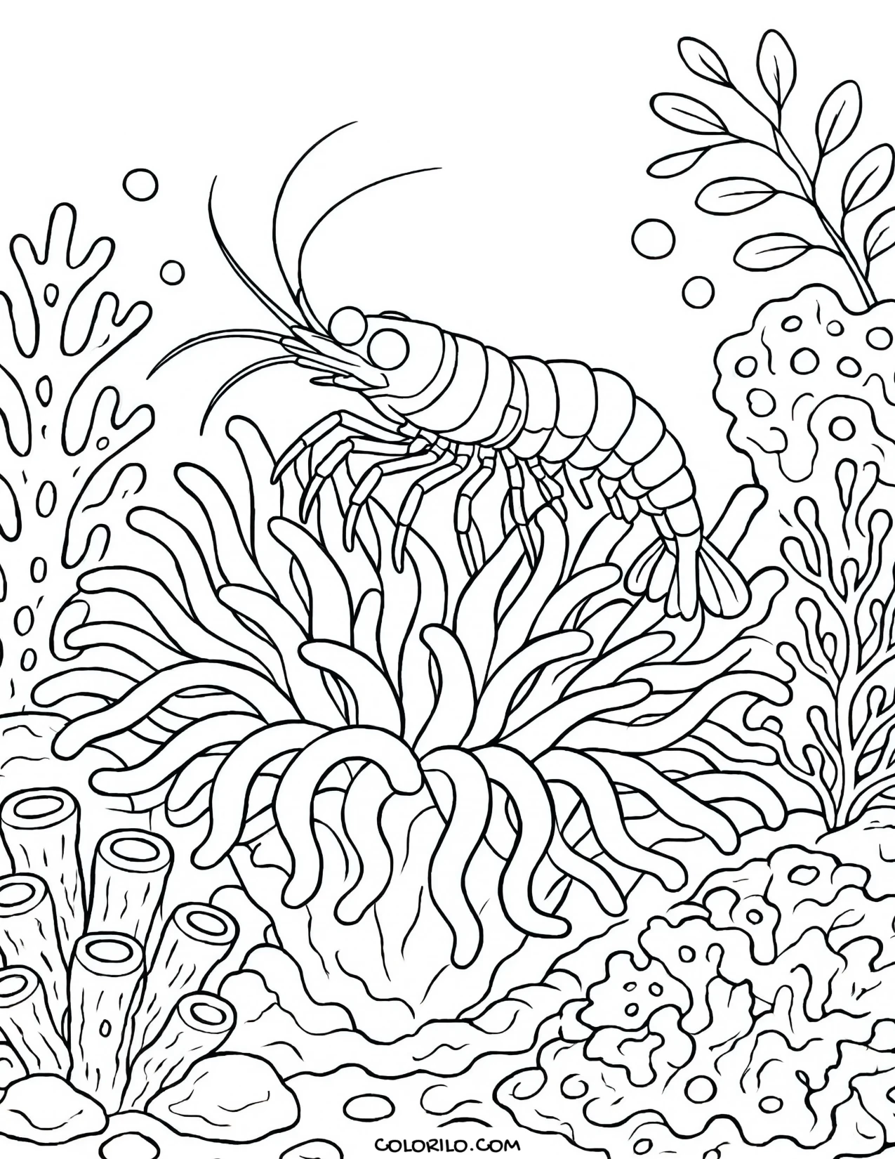 A cleaner shrimp resting on a sea anemone coloring page