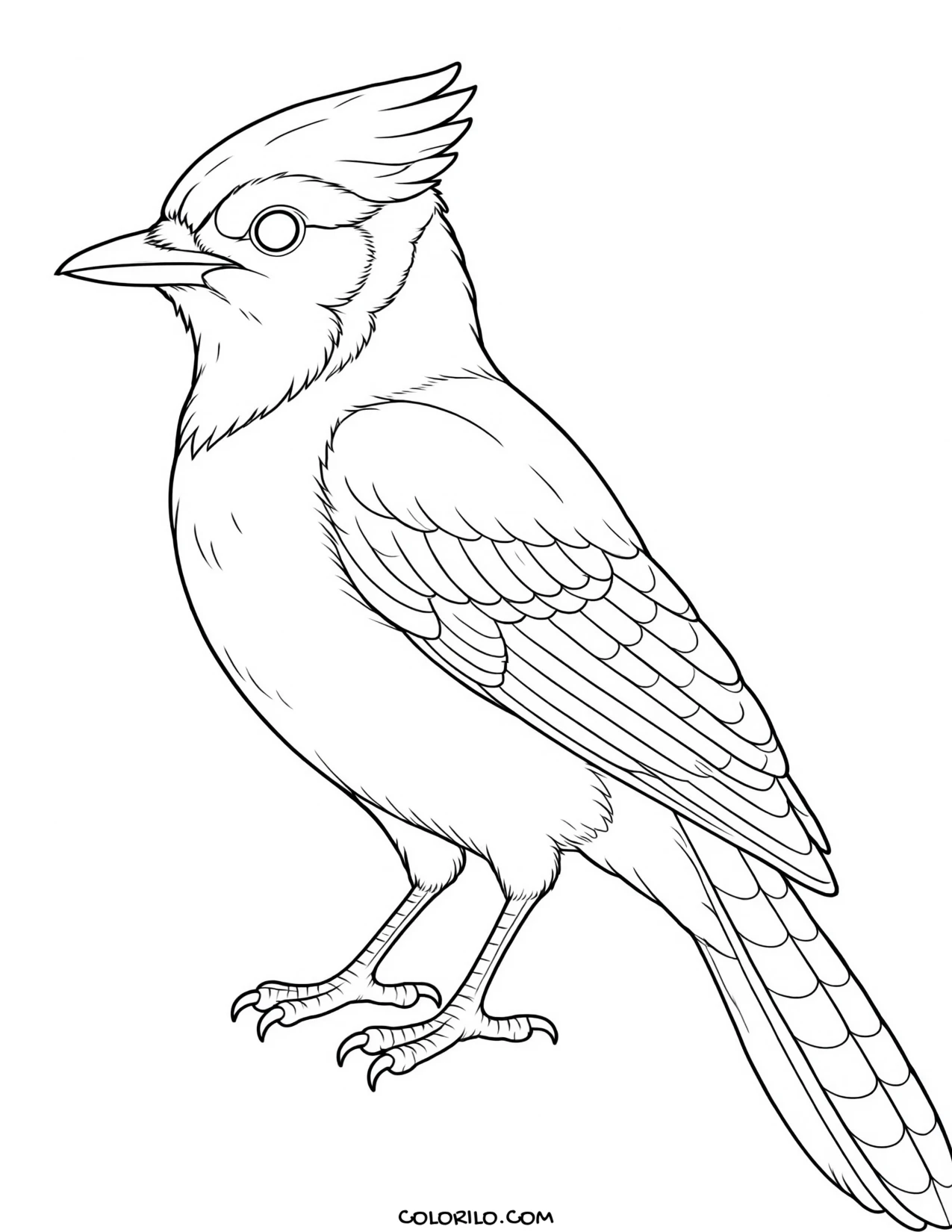 A common tern coloring page